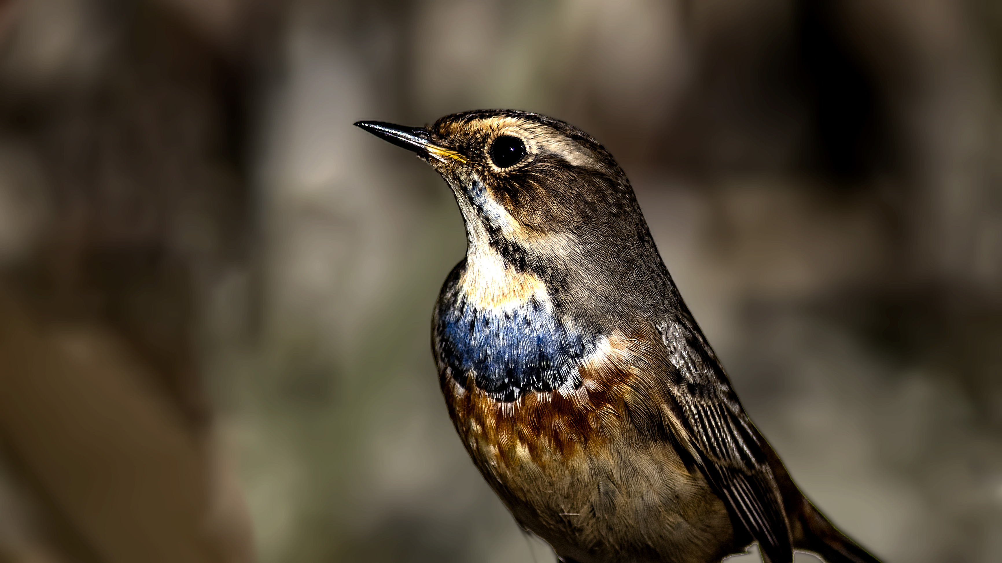 Bluethroat
