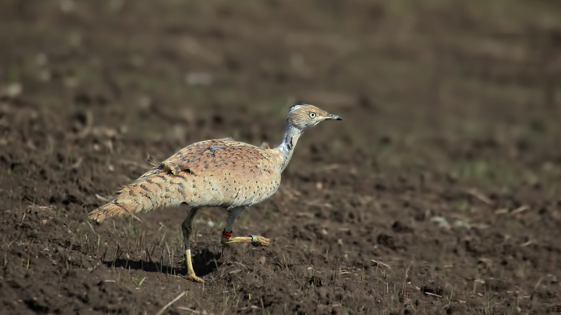 Macqueen's Bustard