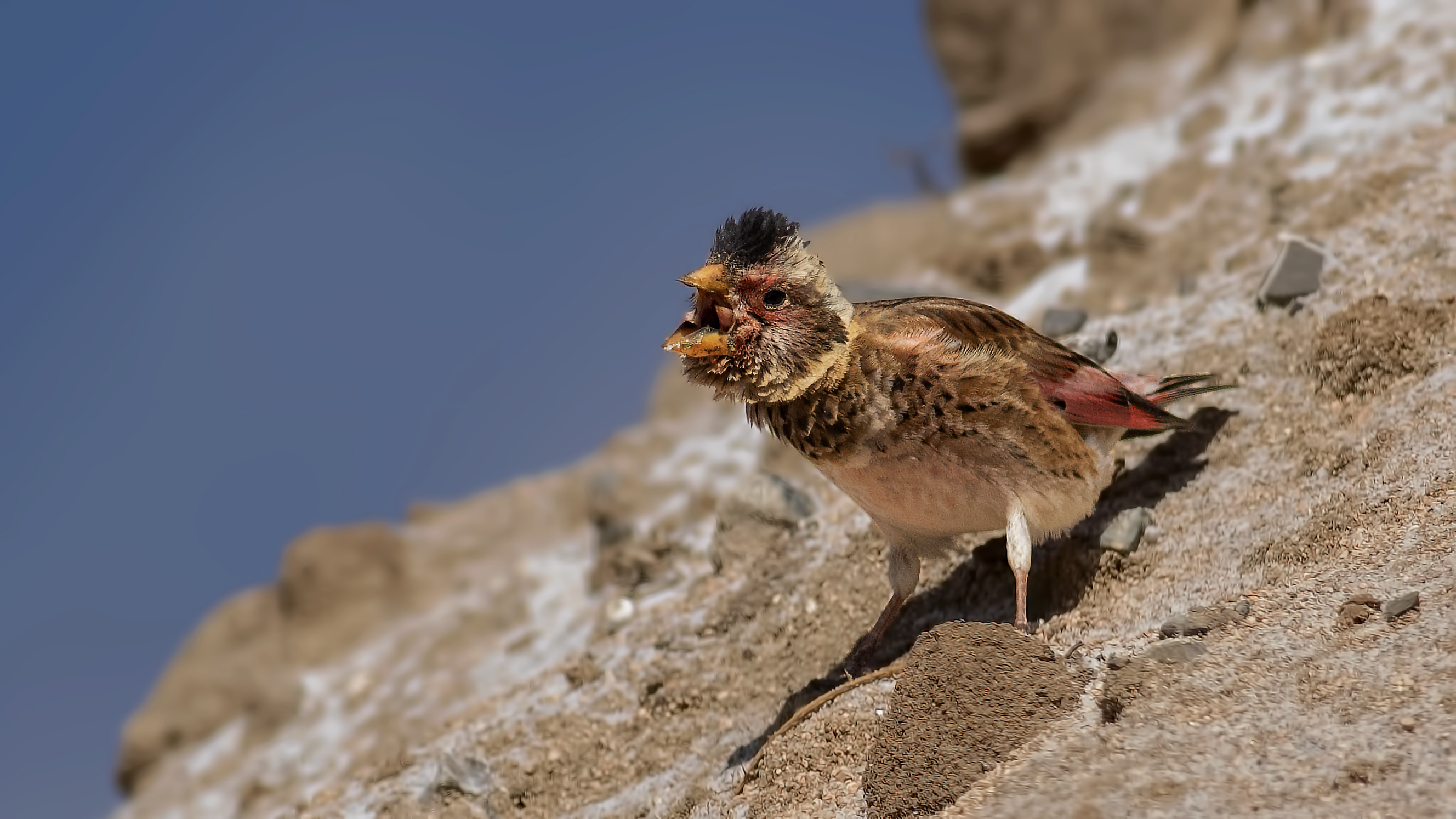 Crimson-winged Finch