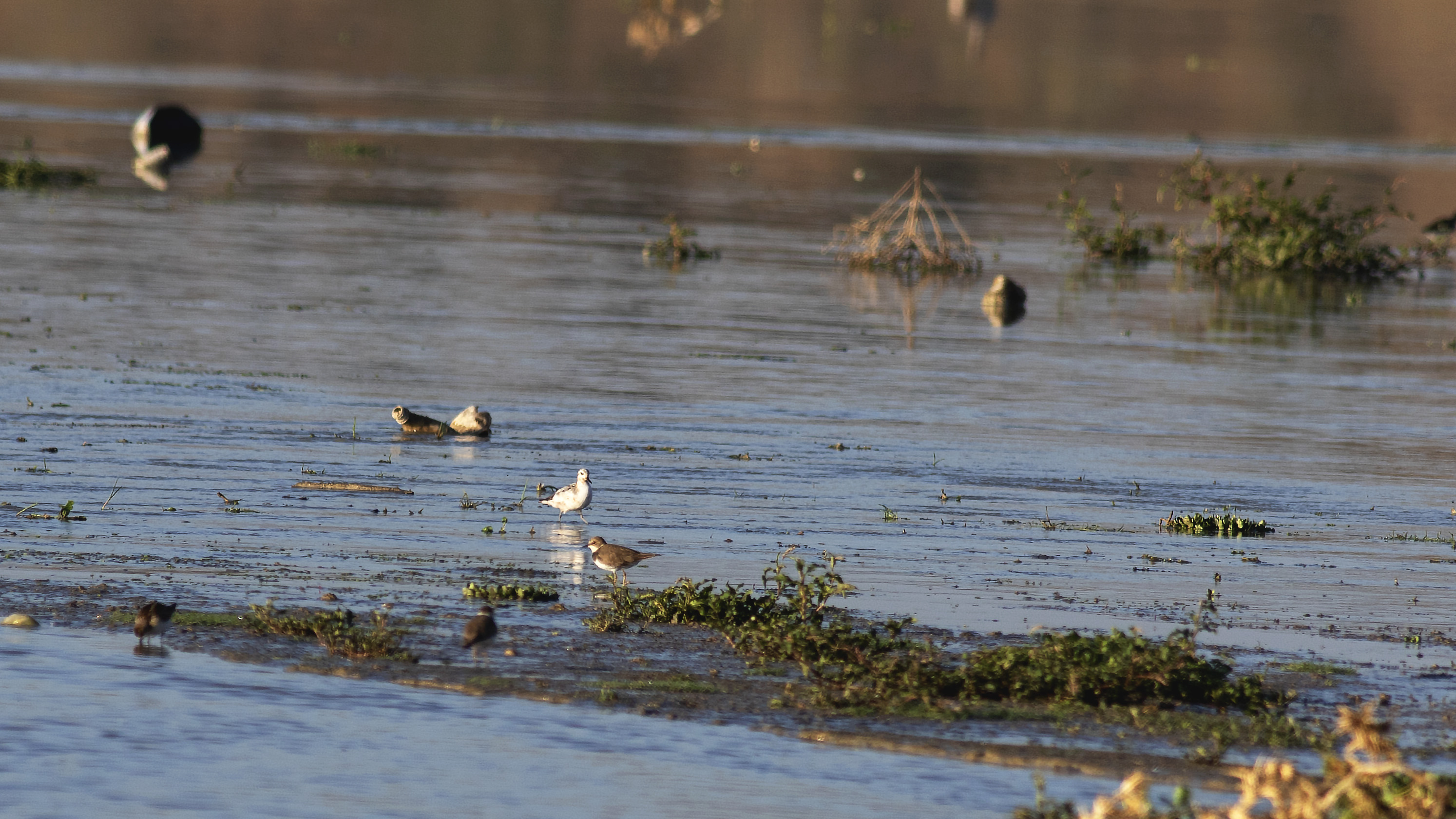 Red Phalarope