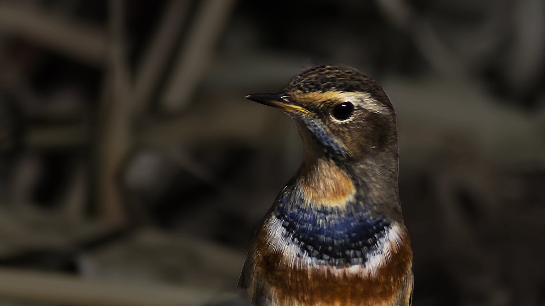 Bluethroat — Ana fotoğraf