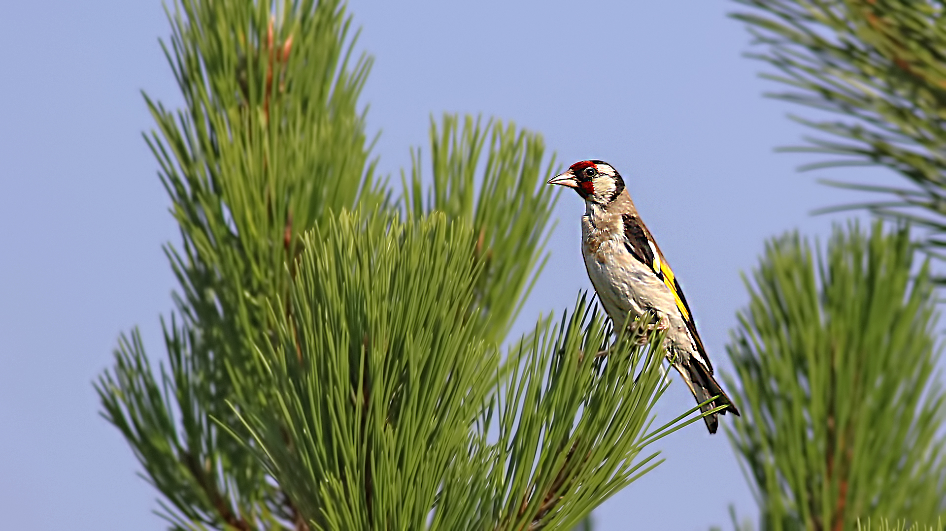European Goldfinch