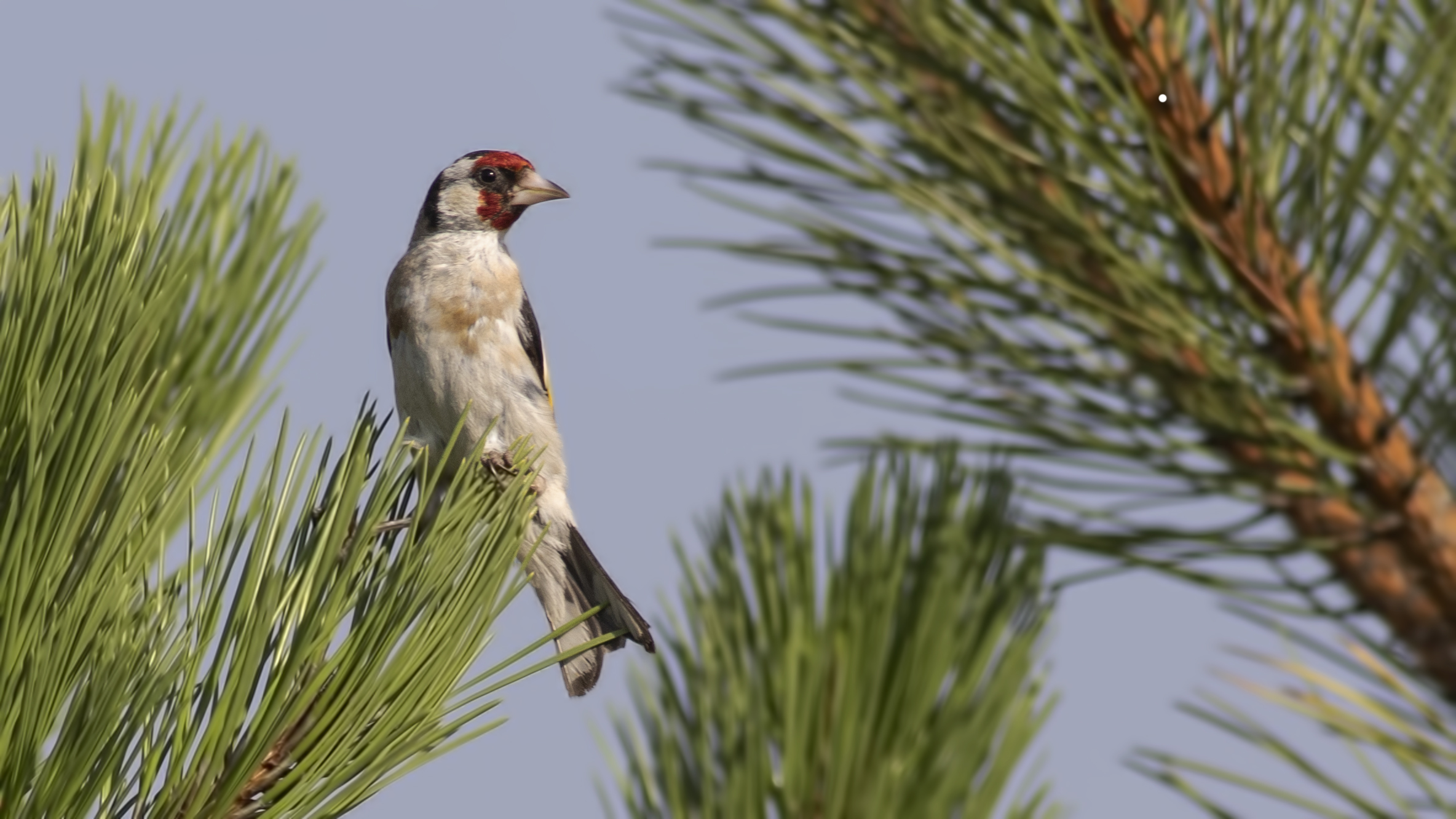 European Goldfinch