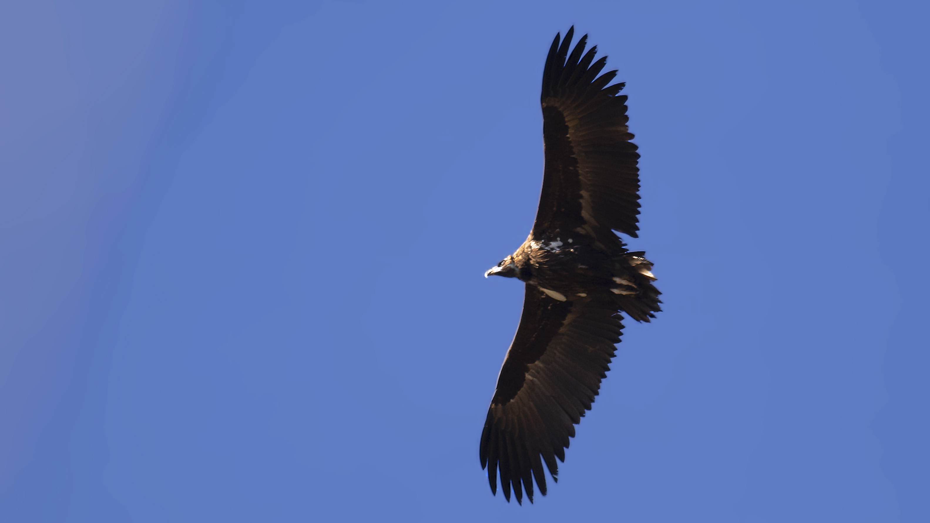Cinereous Vulture