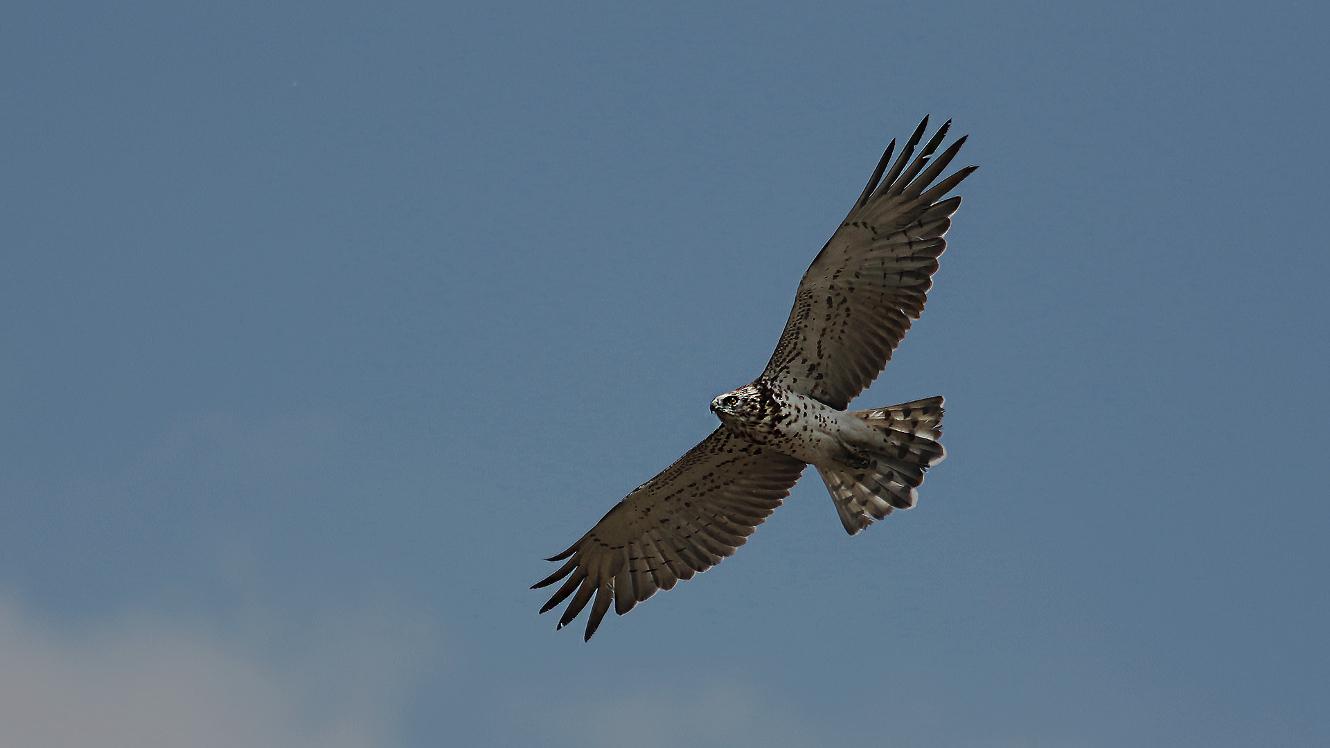 Short-toed Snake-Eagle