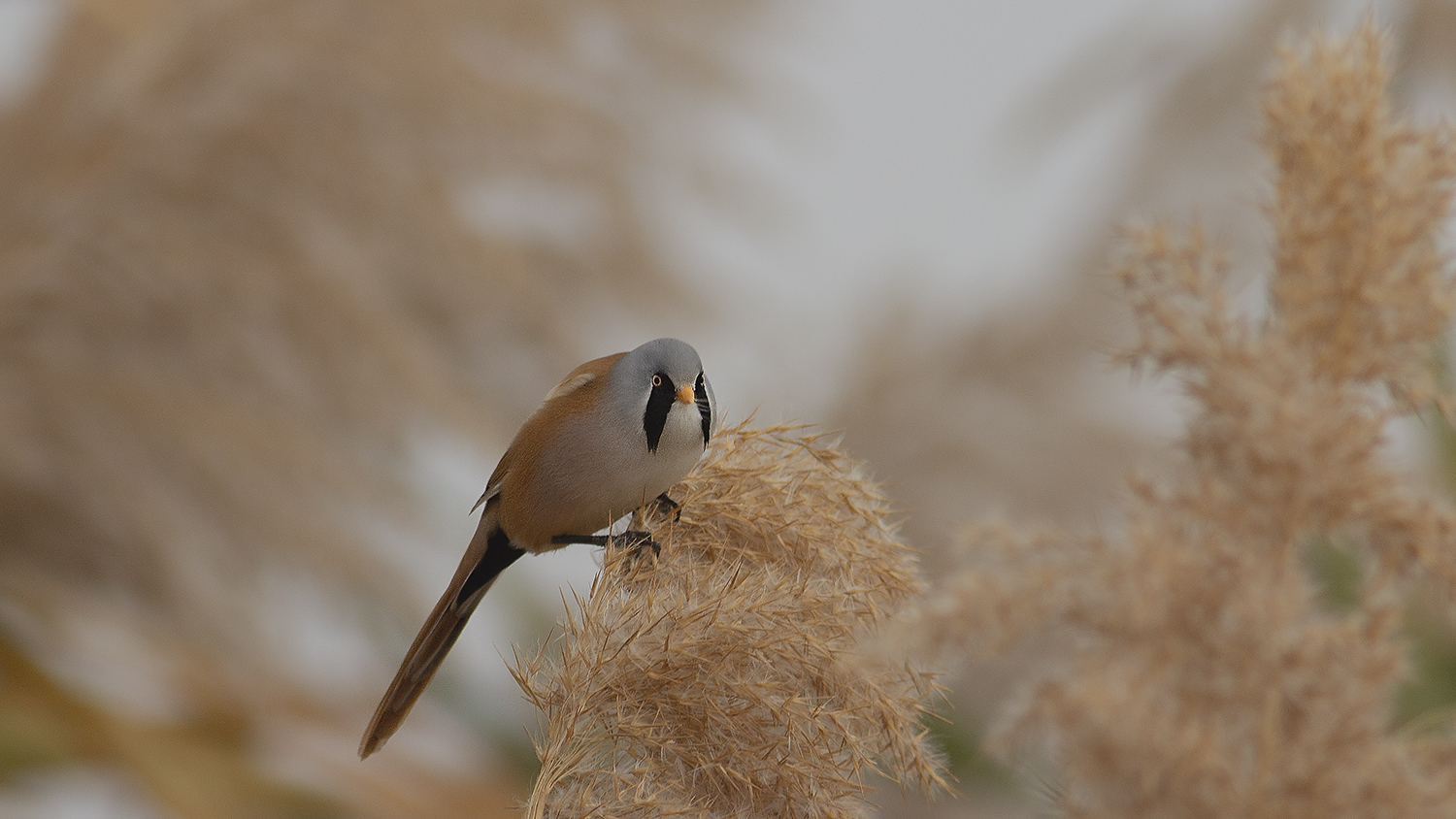 Bearded Reedling