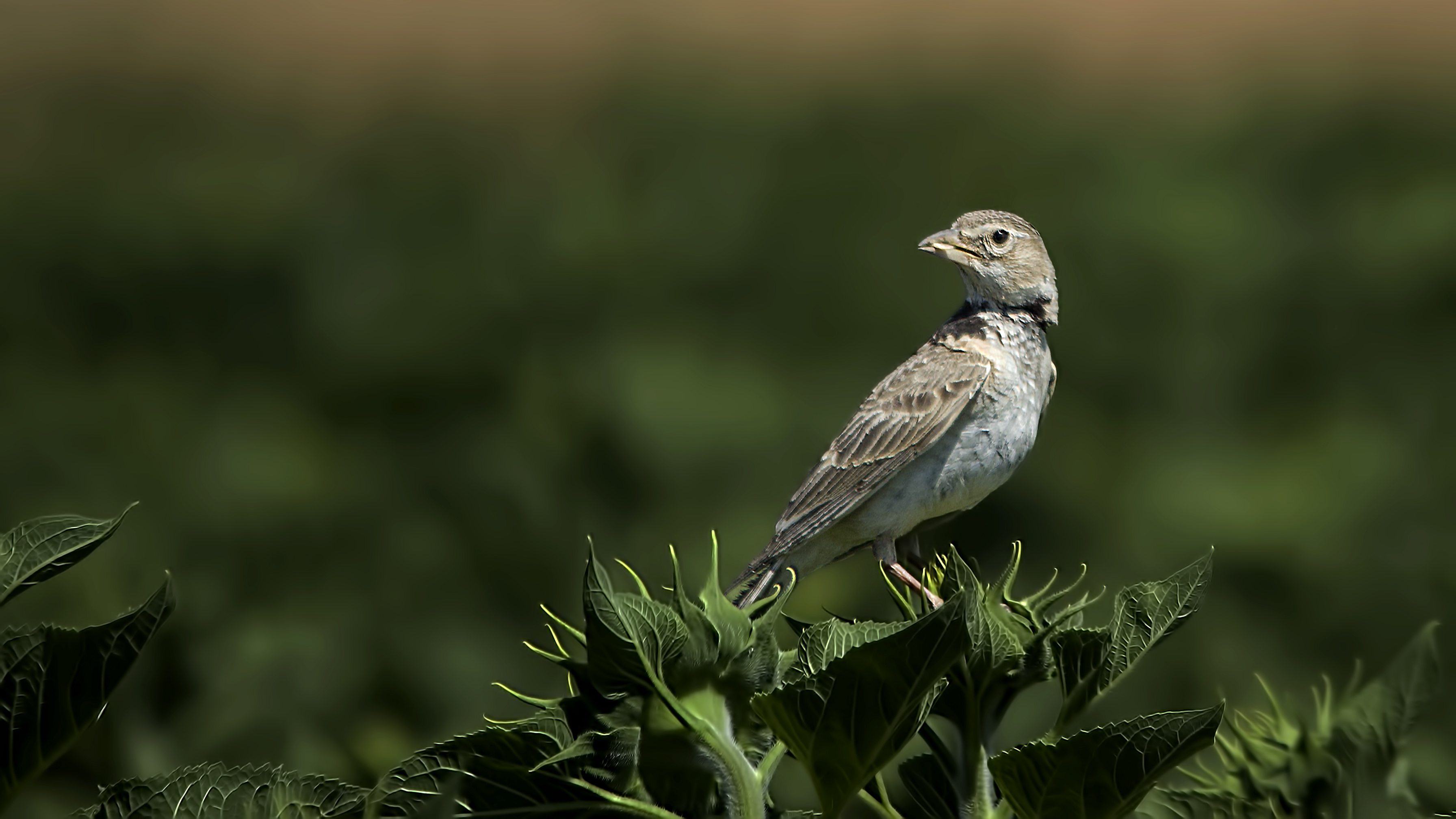 Calandra Lark