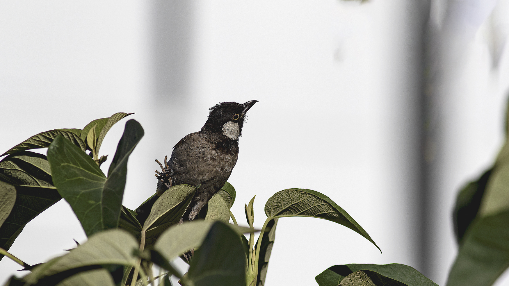 White-eared Bulbul