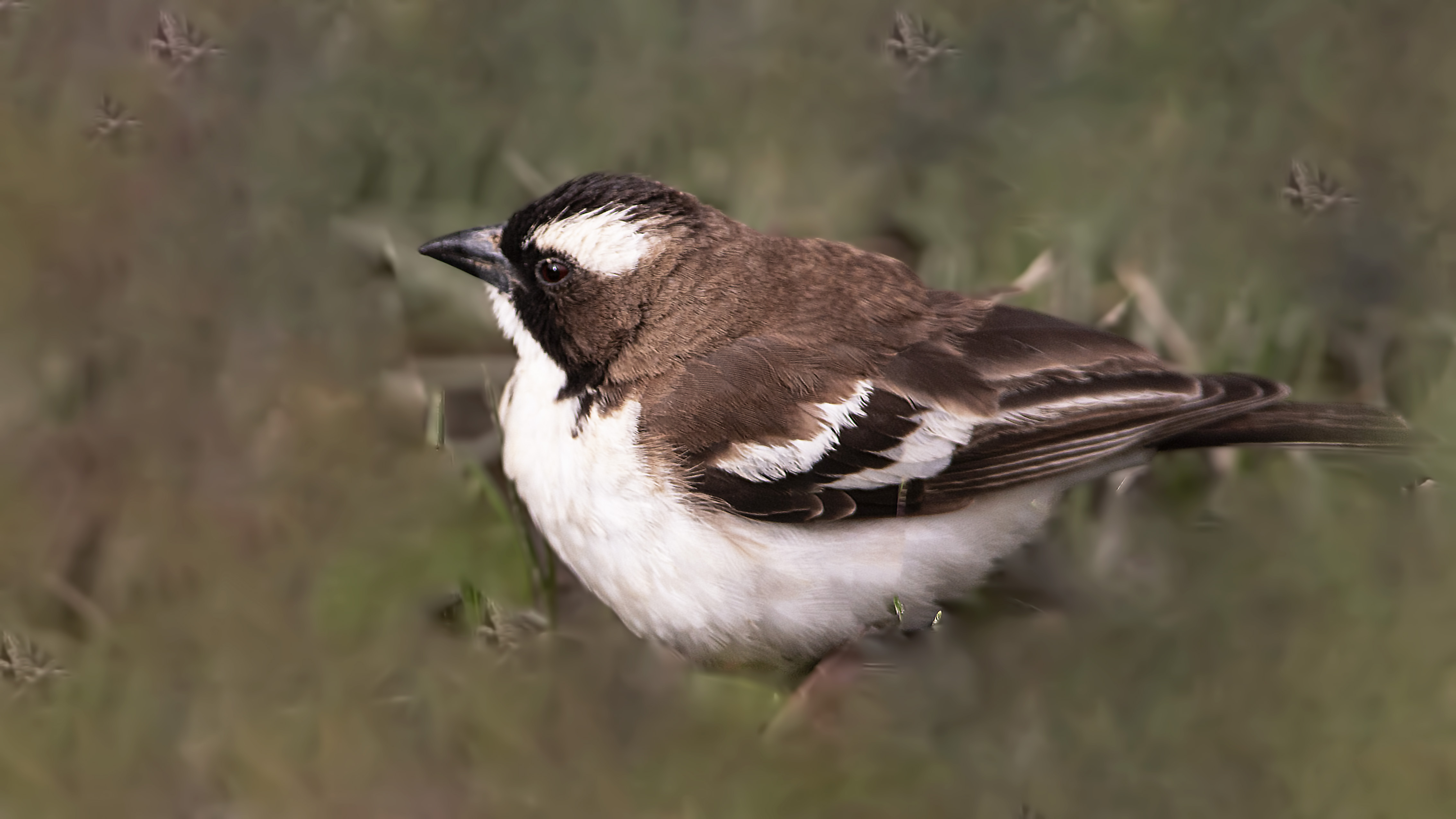 White-browed Sparrow-Weaver