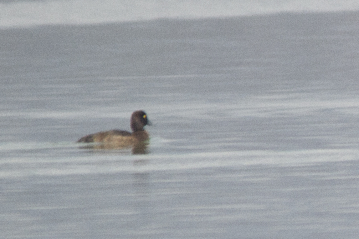 Ferruginous Duck