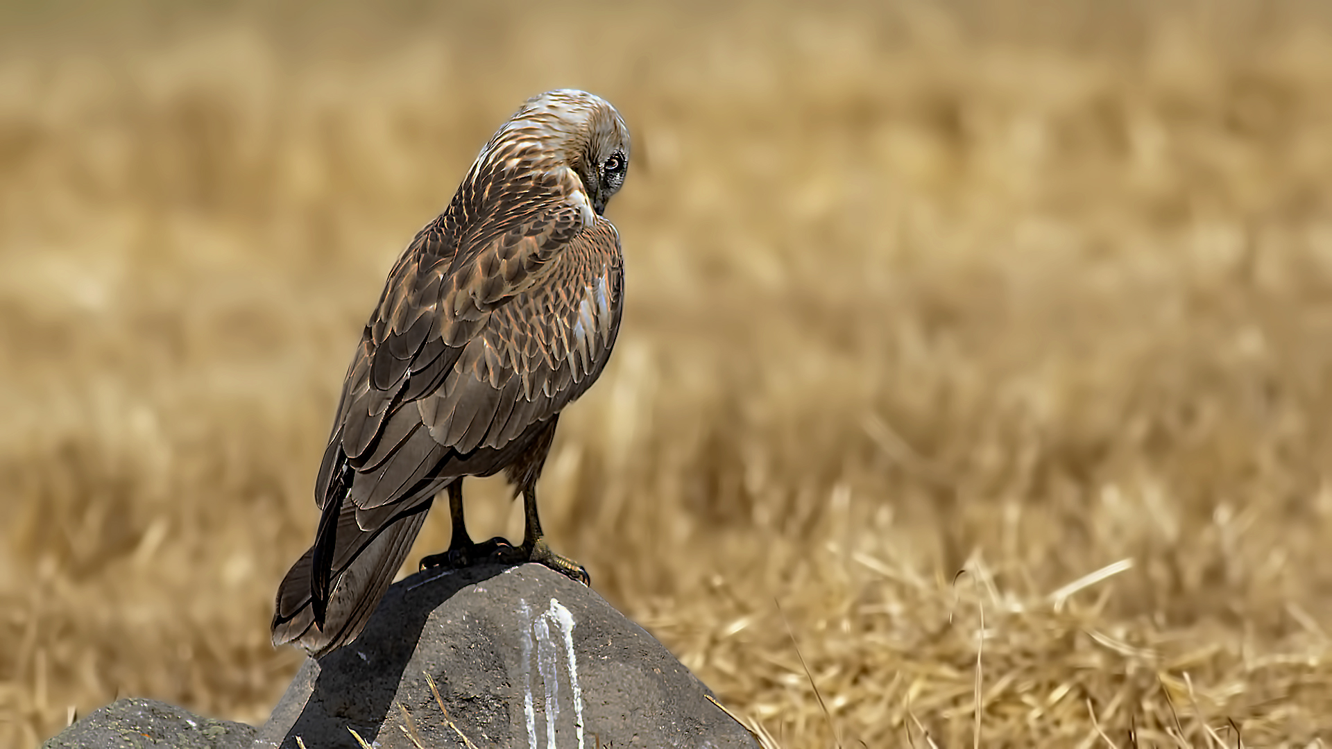 Long-legged Buzzard