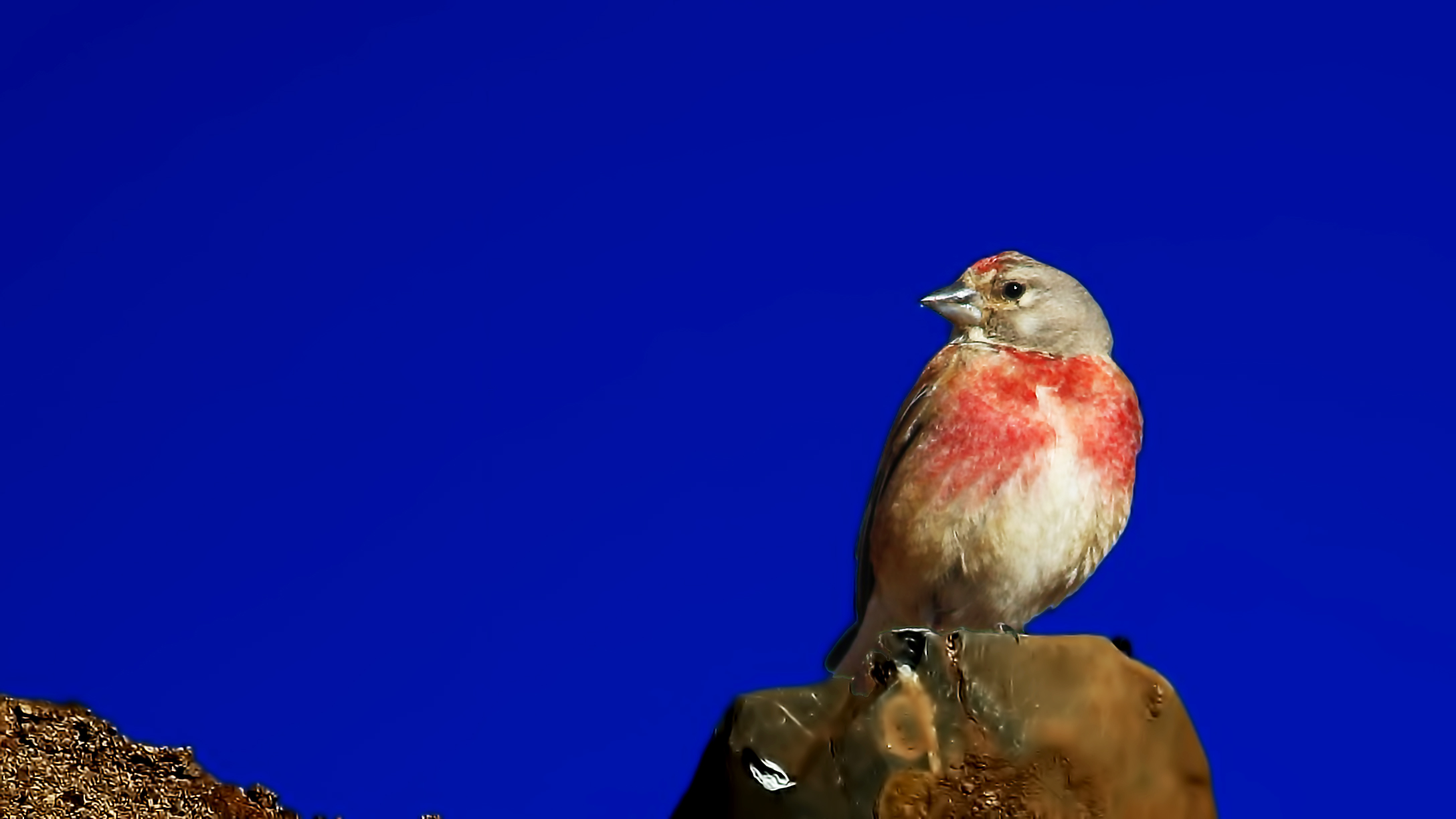 Eurasian Linnet