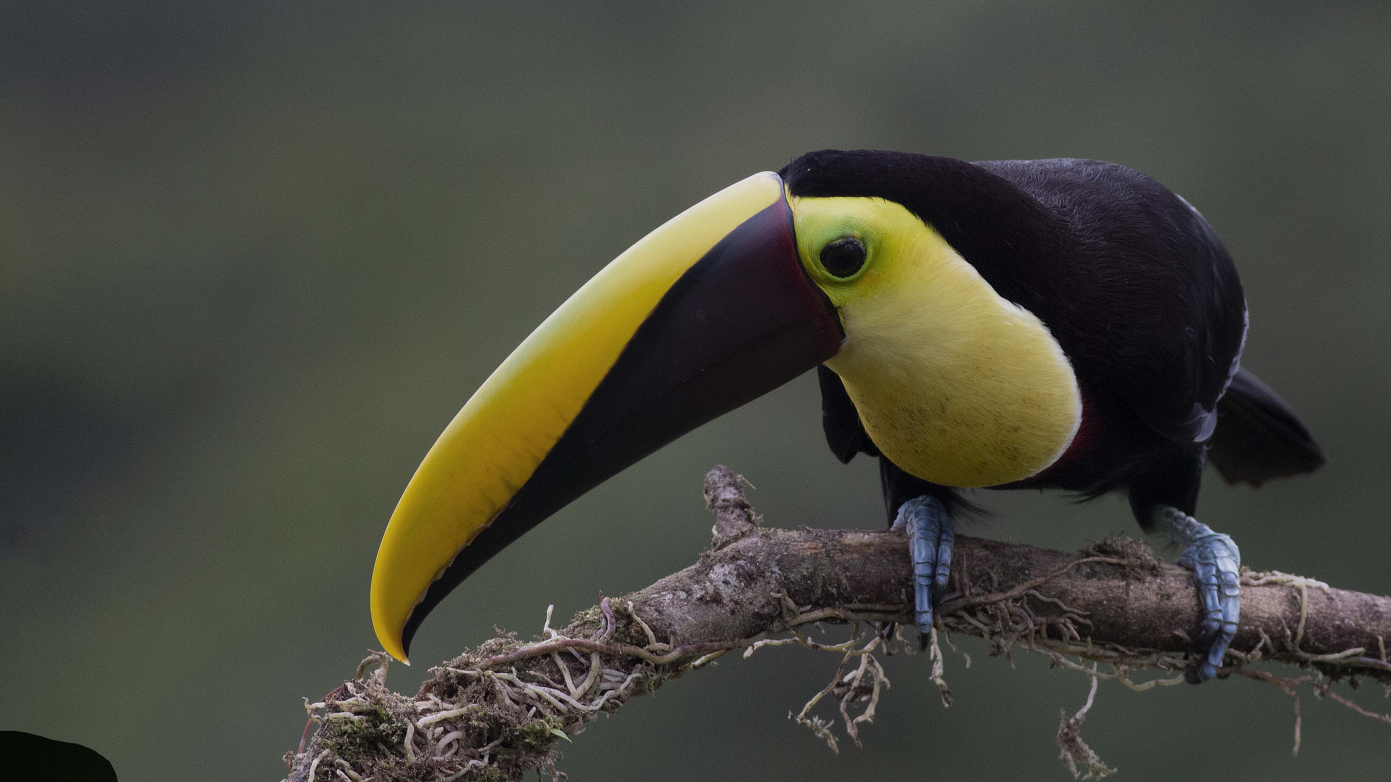 Yellow-throated Toucan