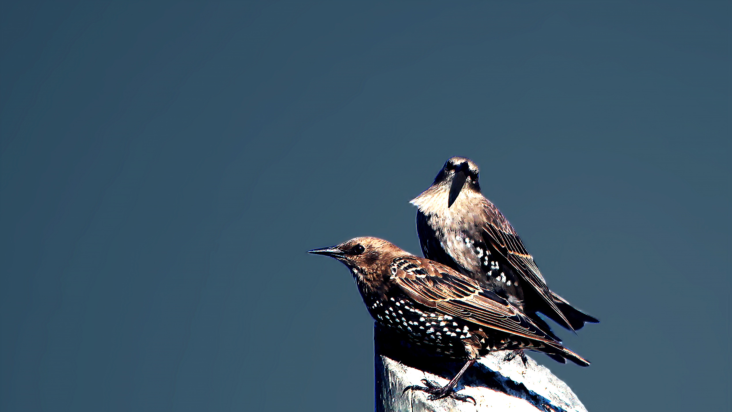 European Starling