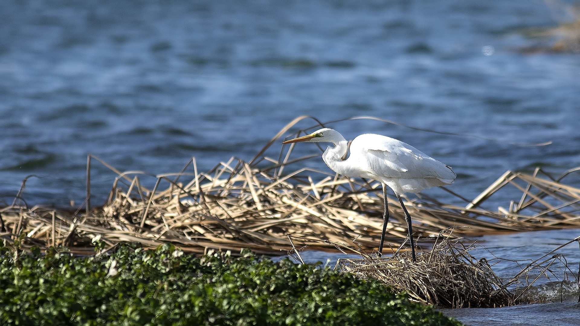 Great Egret