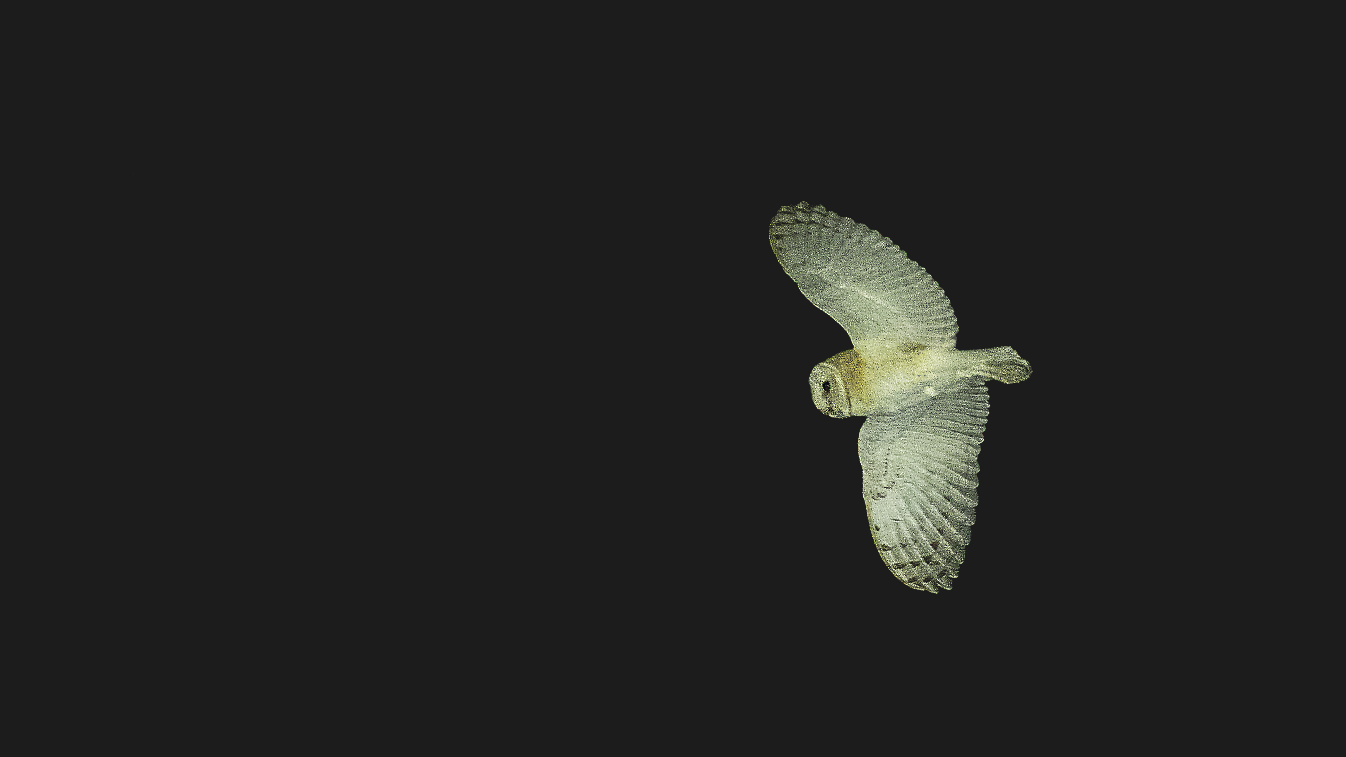 Barn Owl