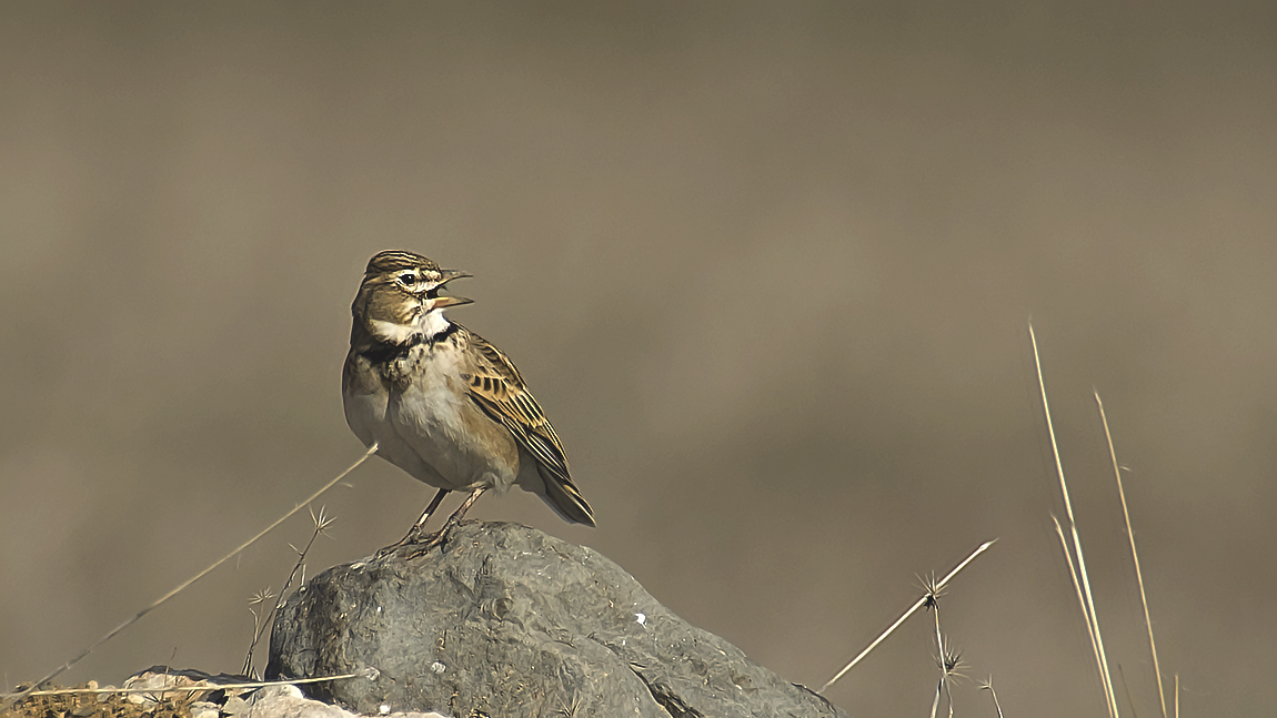 Calandra Lark