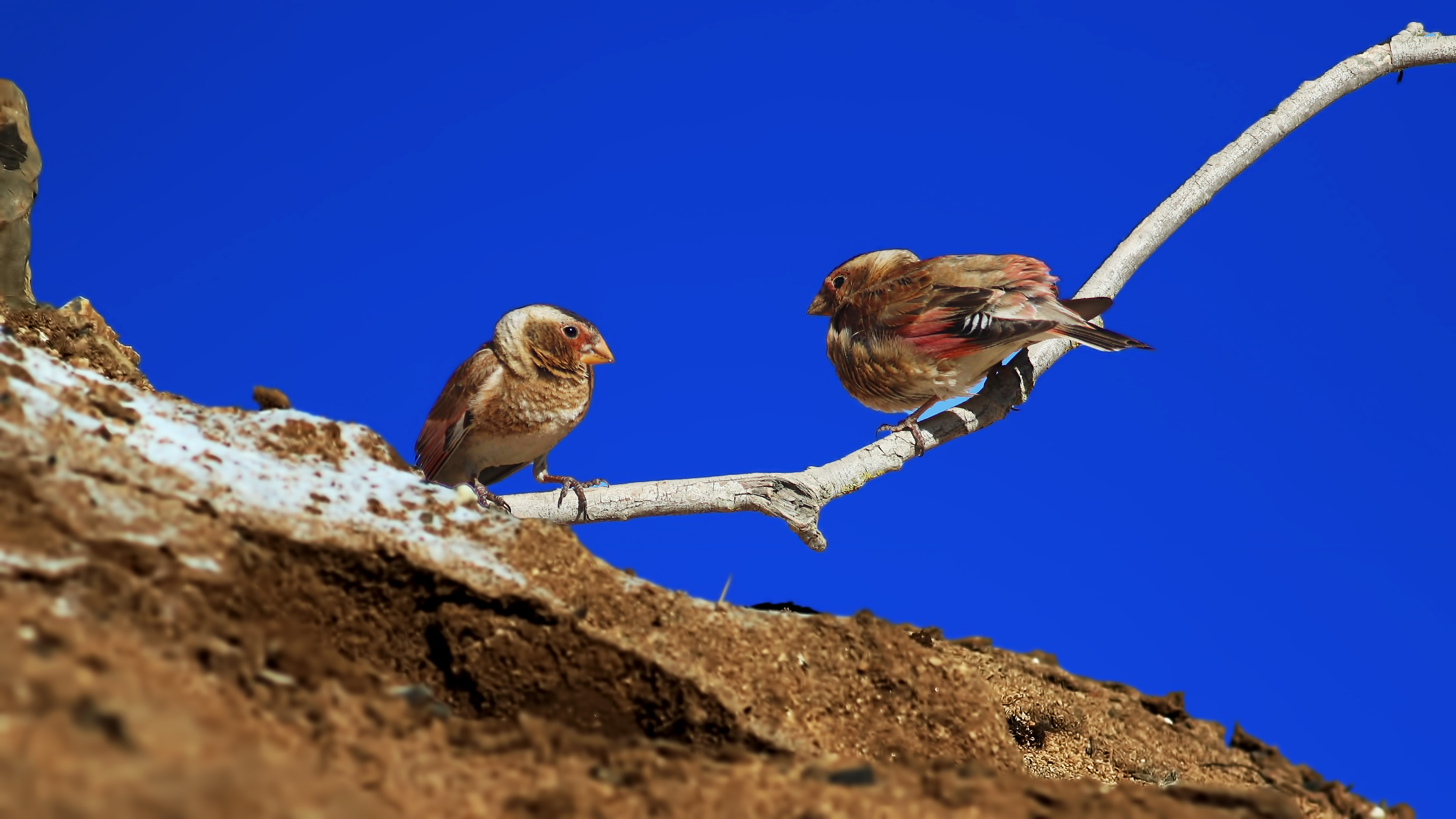 Crimson-winged Finch