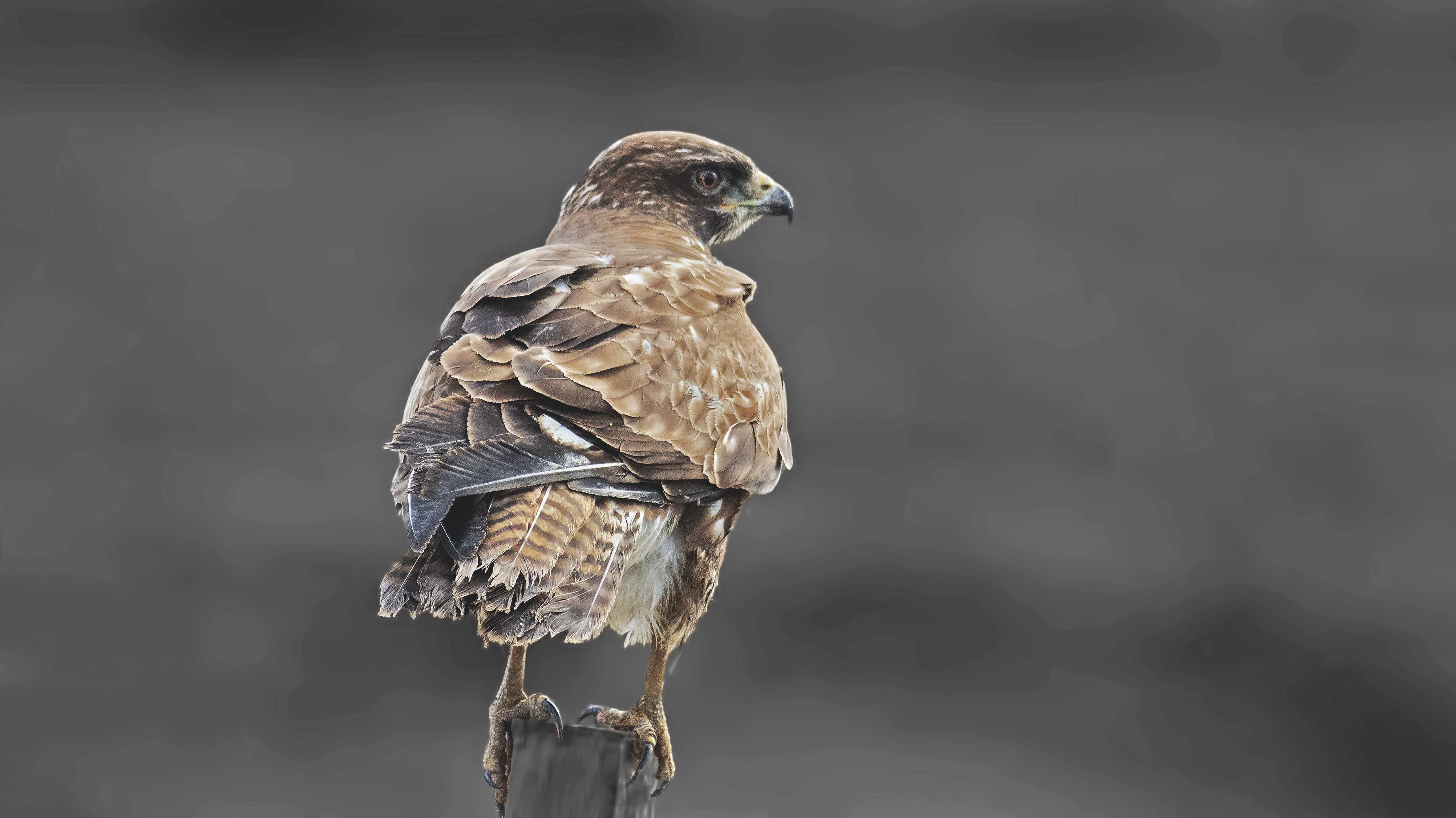 Common Buzzard