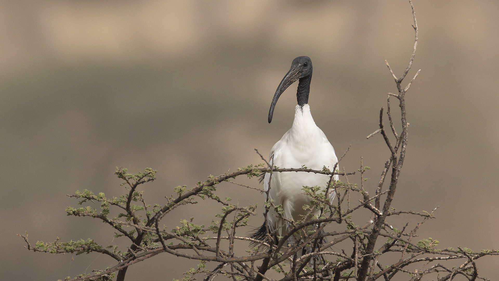 African Sacred Ibis