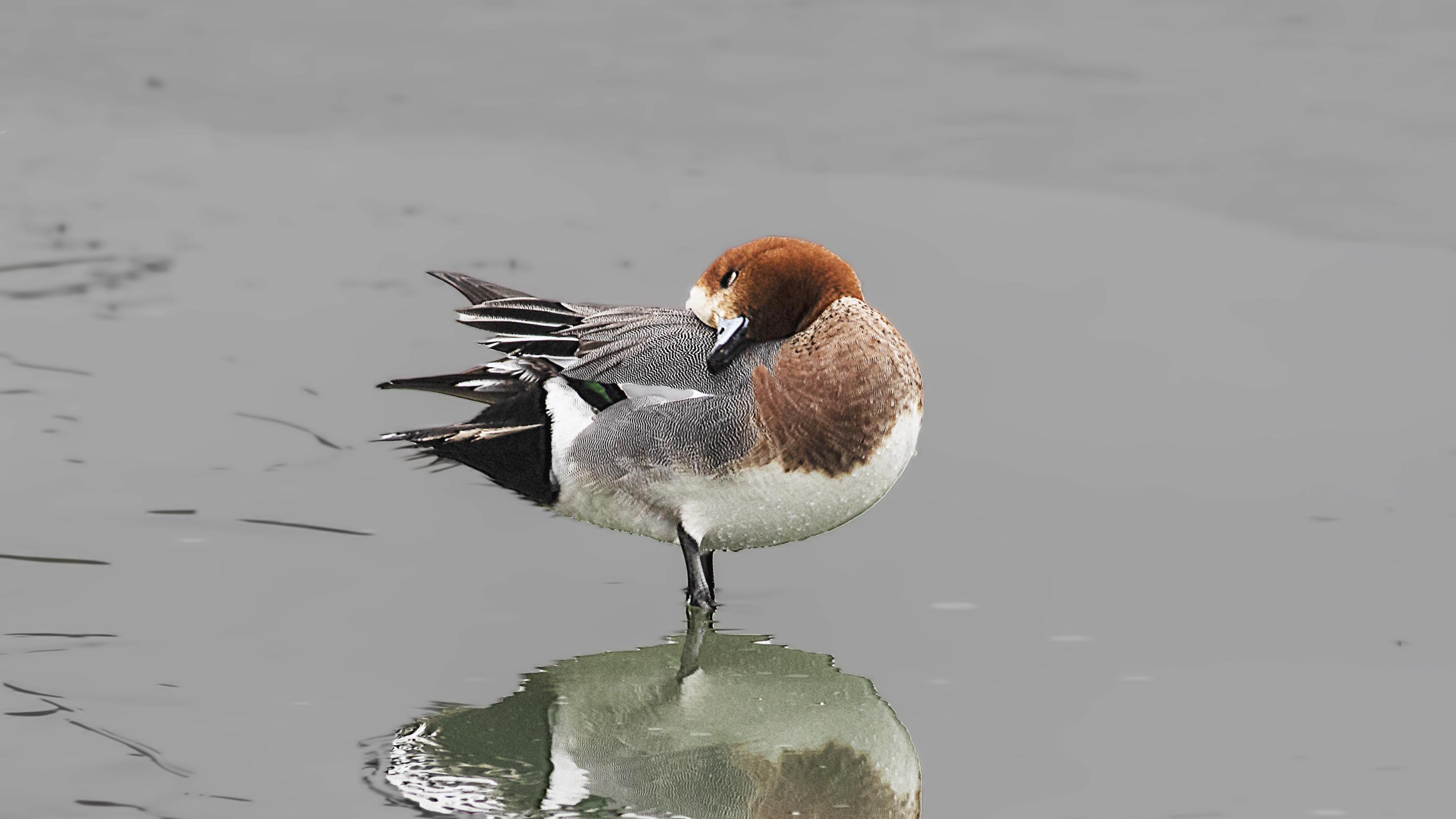Eurasian Wigeon