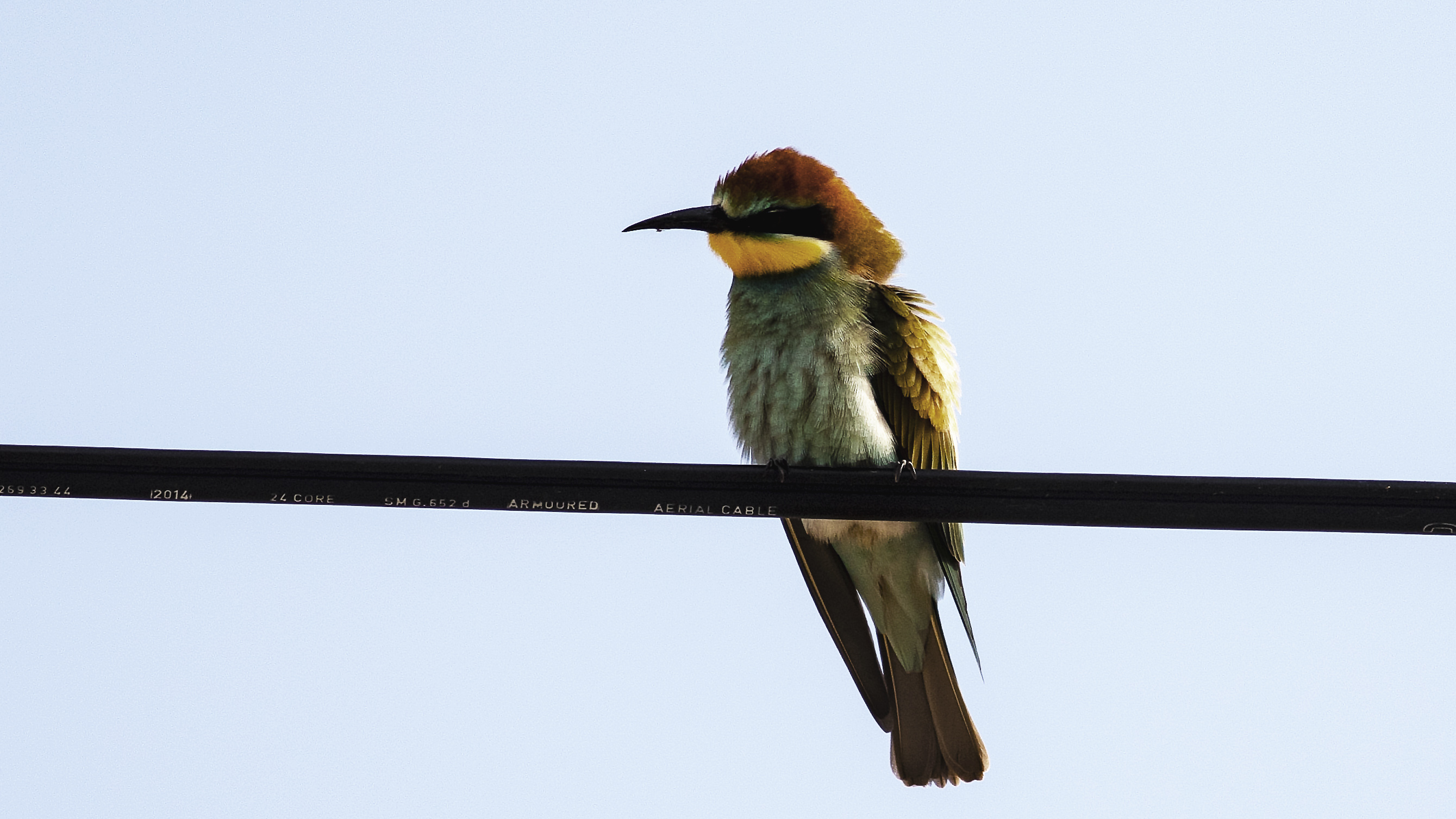 European Bee-eater