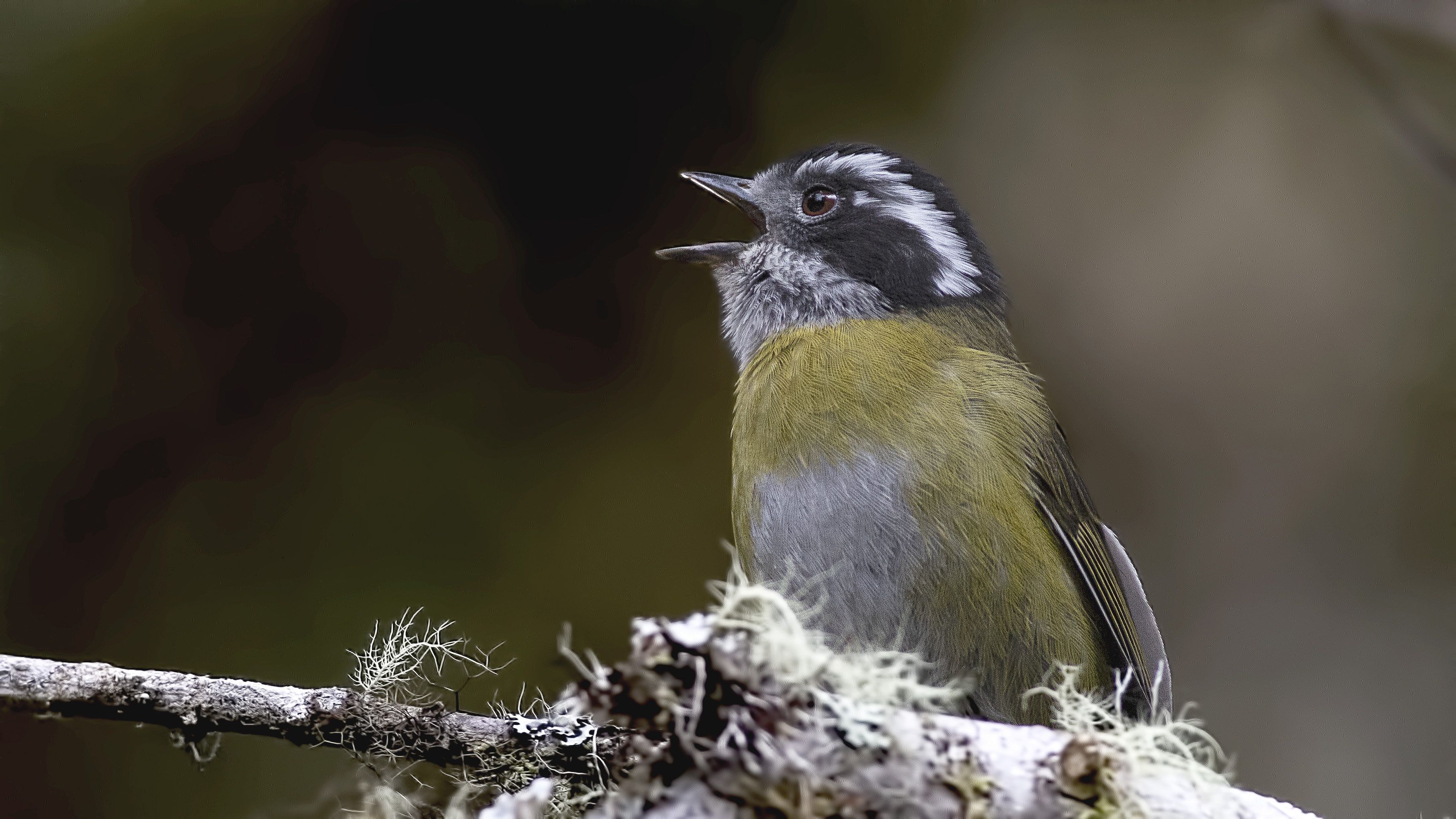 Sooty-capped Chlorospingus