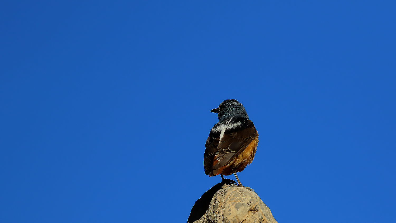 Rufous-tailed Rock-Thrush