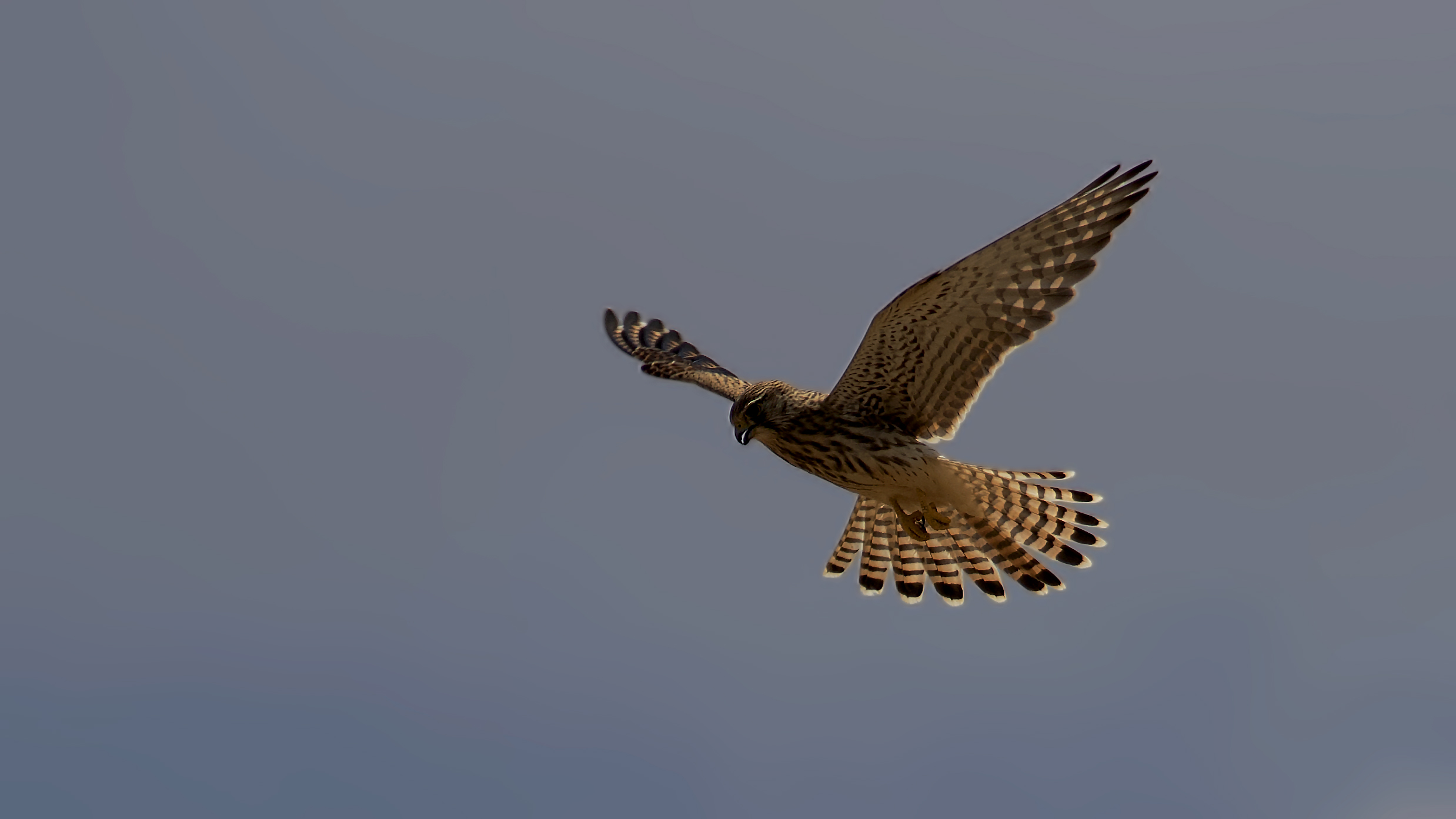Eurasian Kestrel