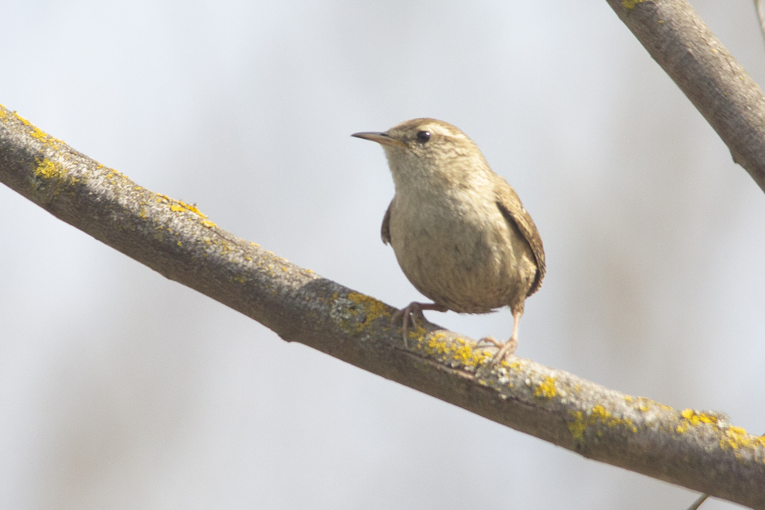 Eurasian Wren — Ana fotoğraf