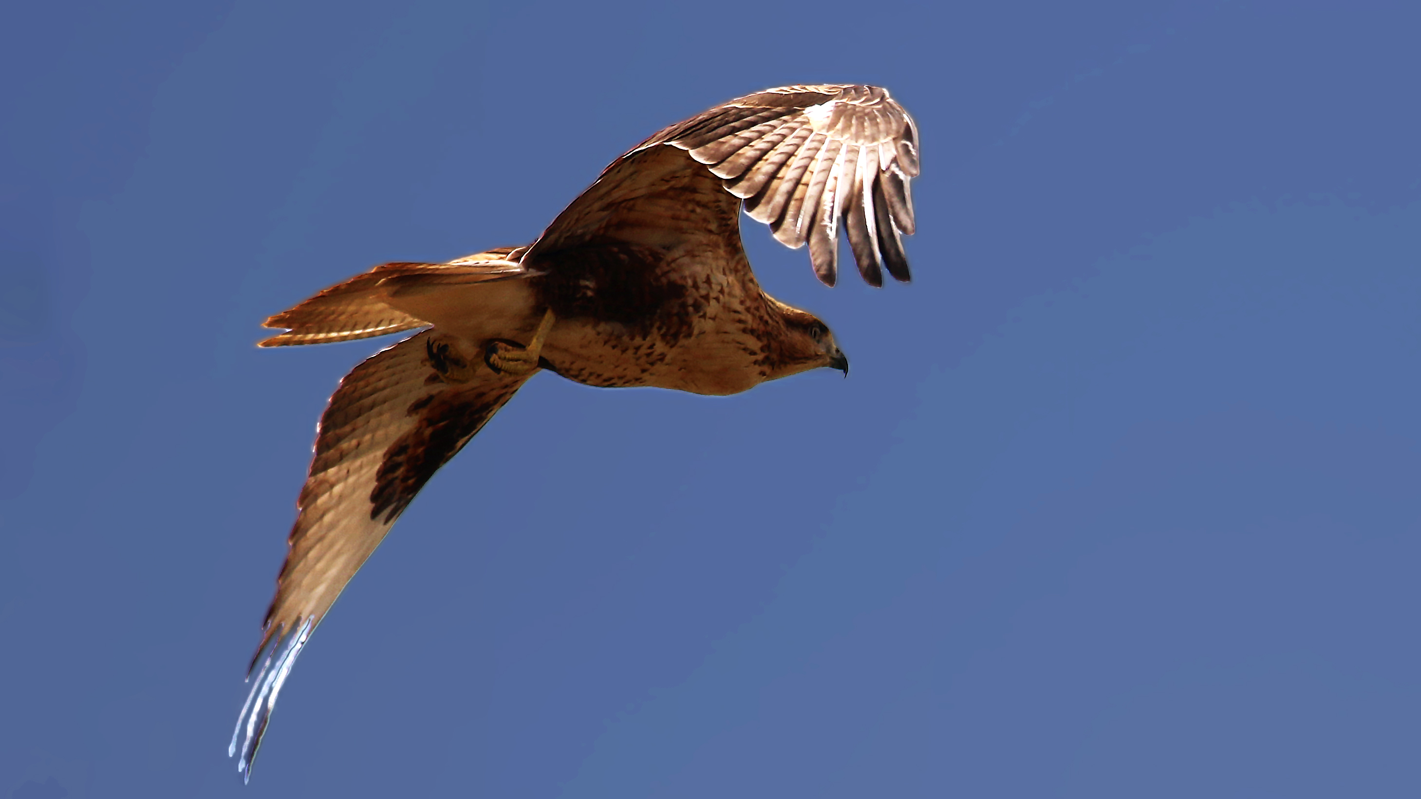Long-legged Buzzard