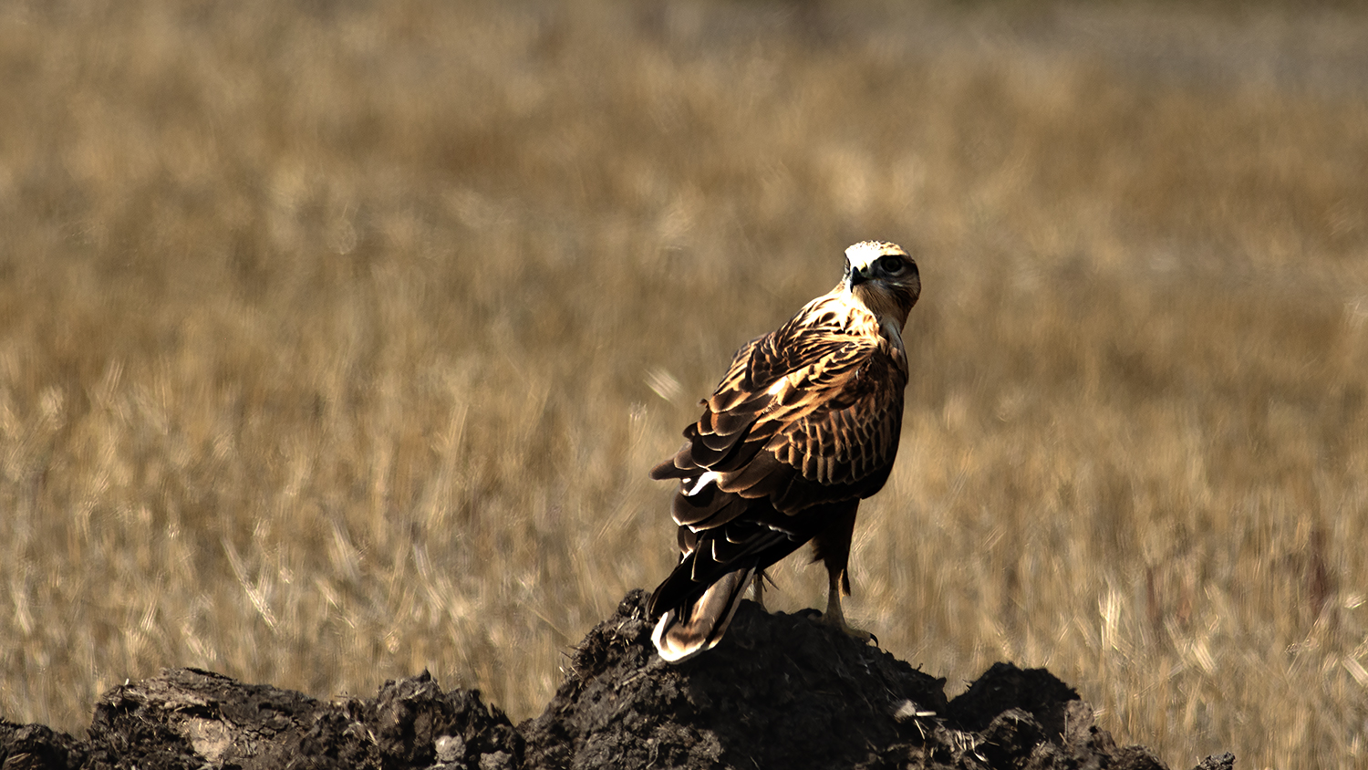 Long-legged Buzzard