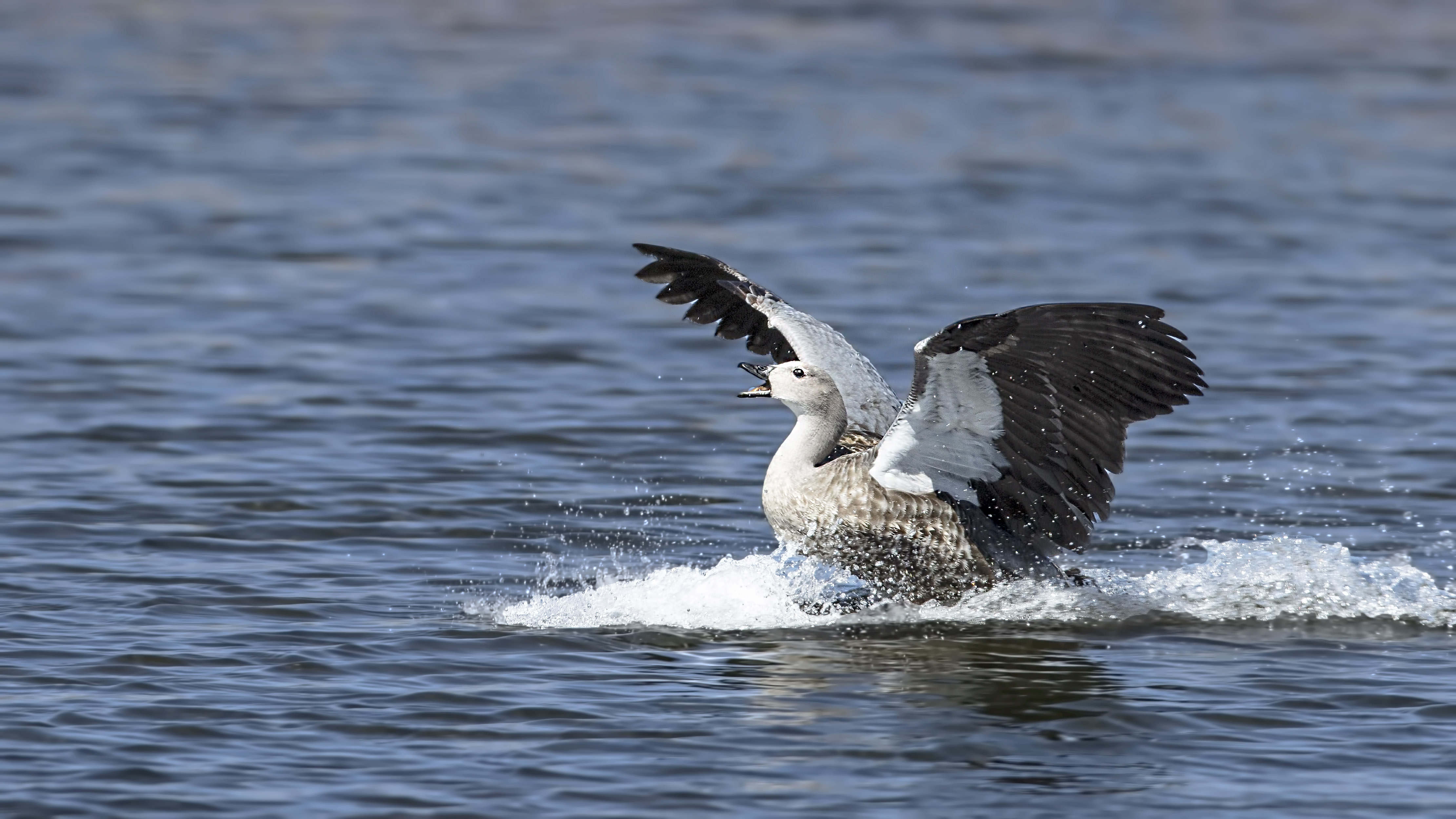 Blue-winged Goose