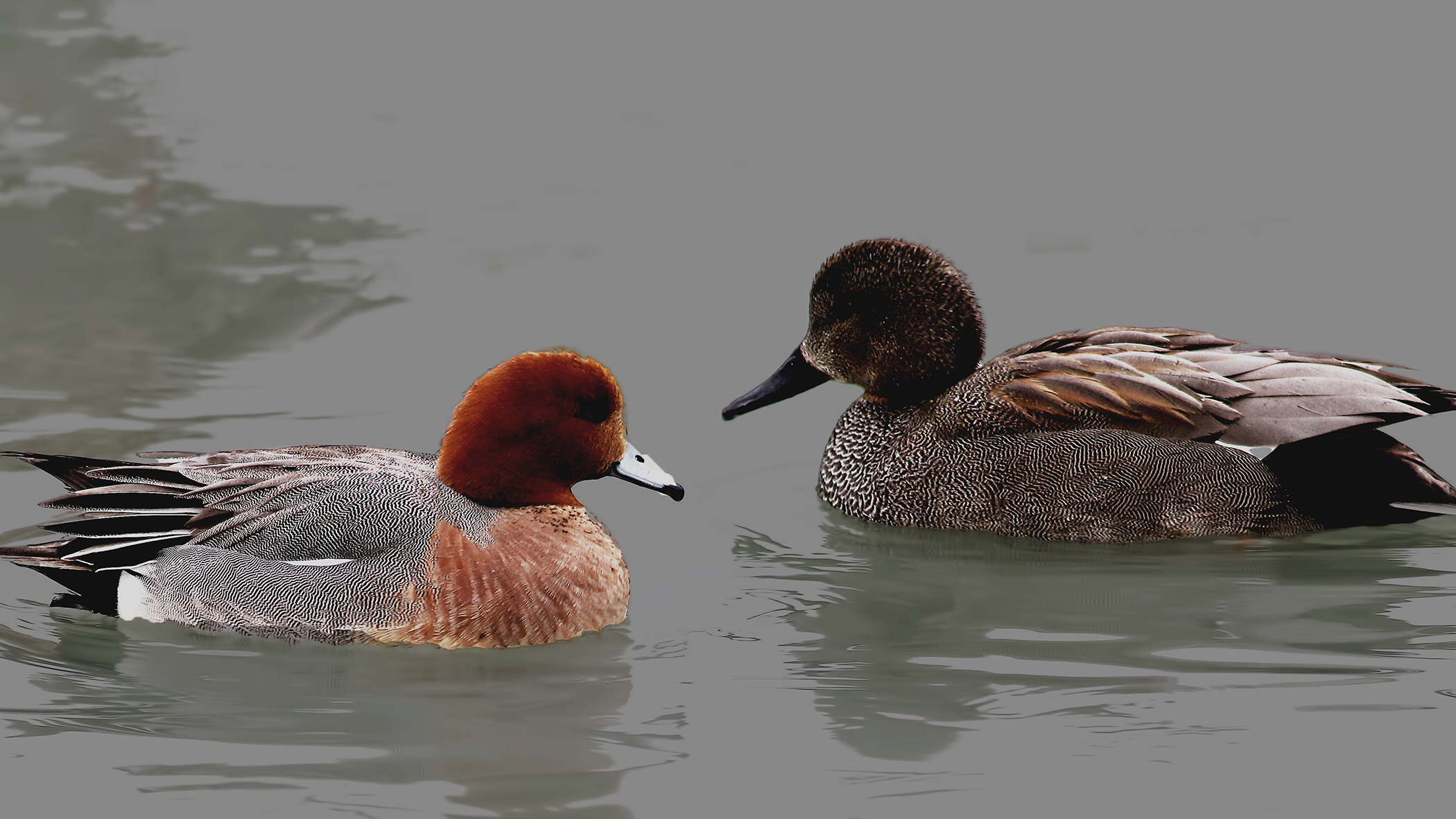 Eurasian Wigeon