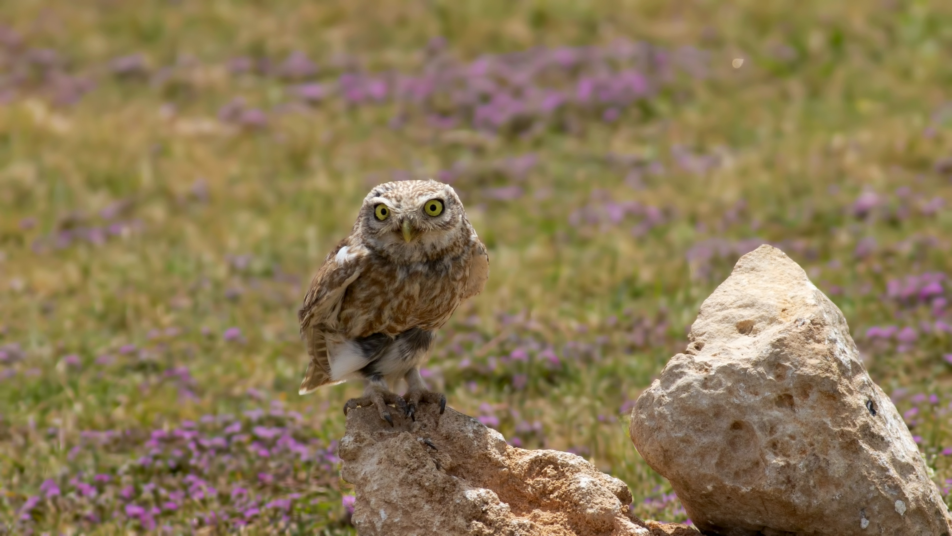 Little Owl