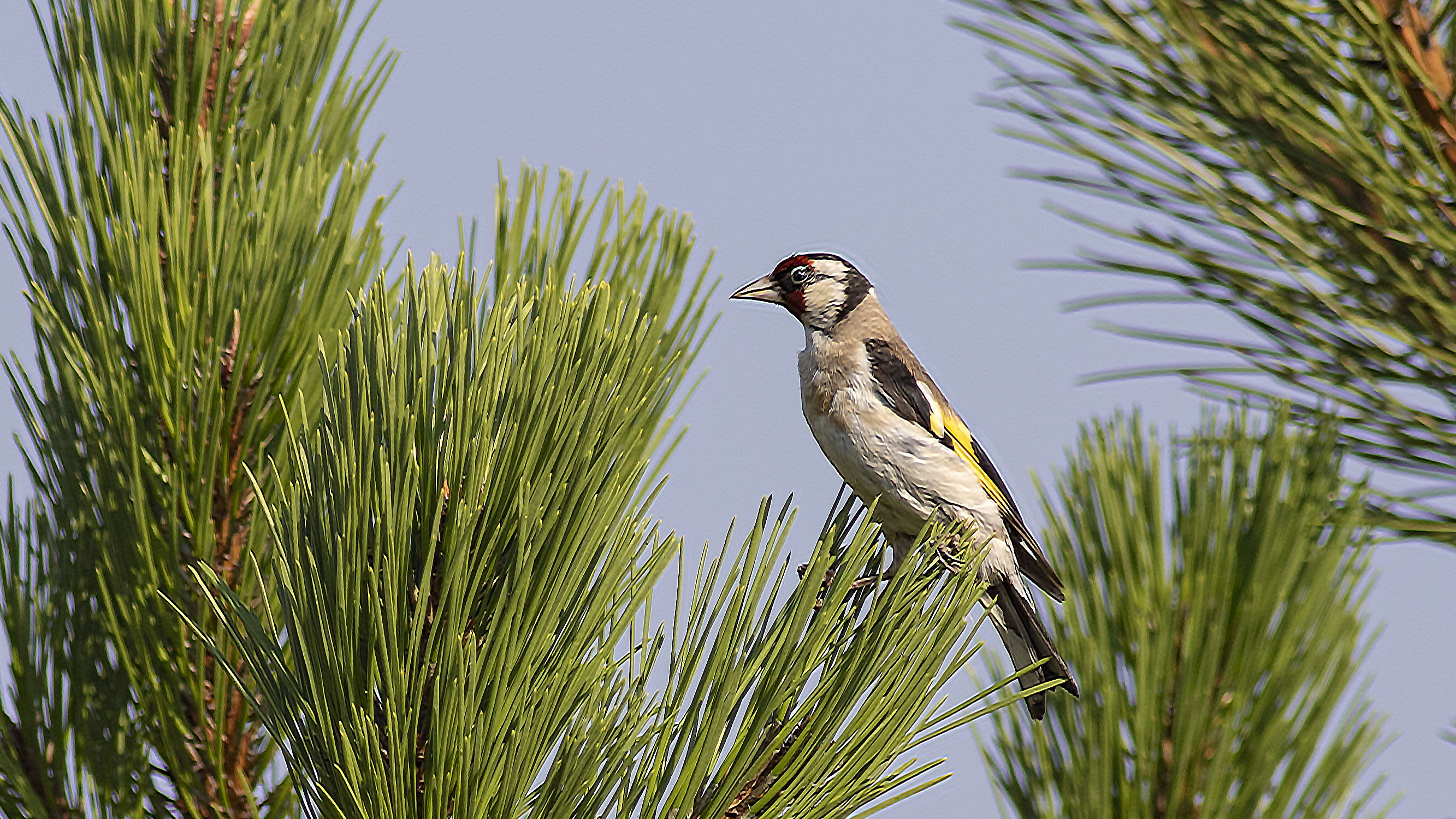 European Goldfinch