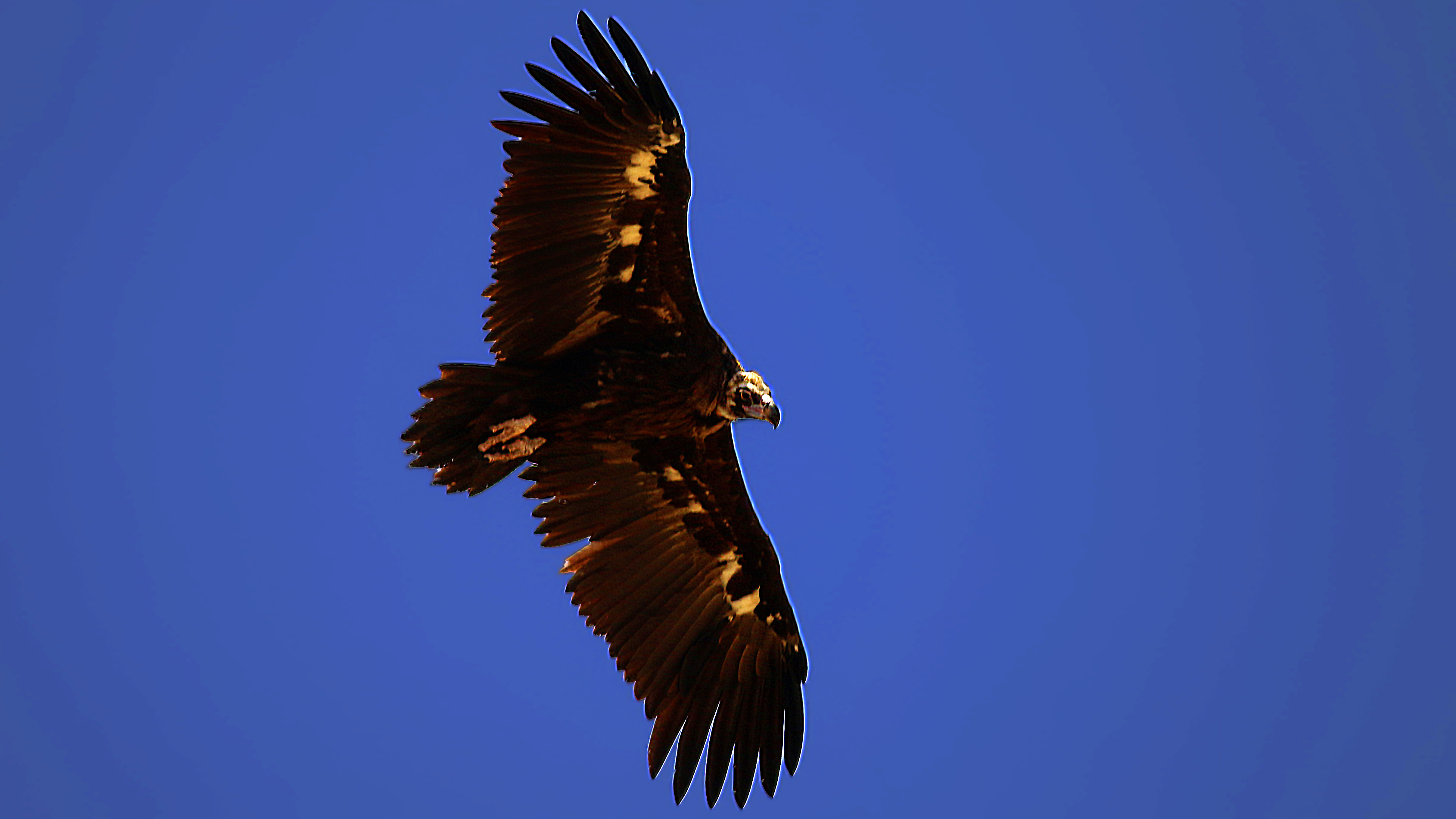 Cinereous Vulture
