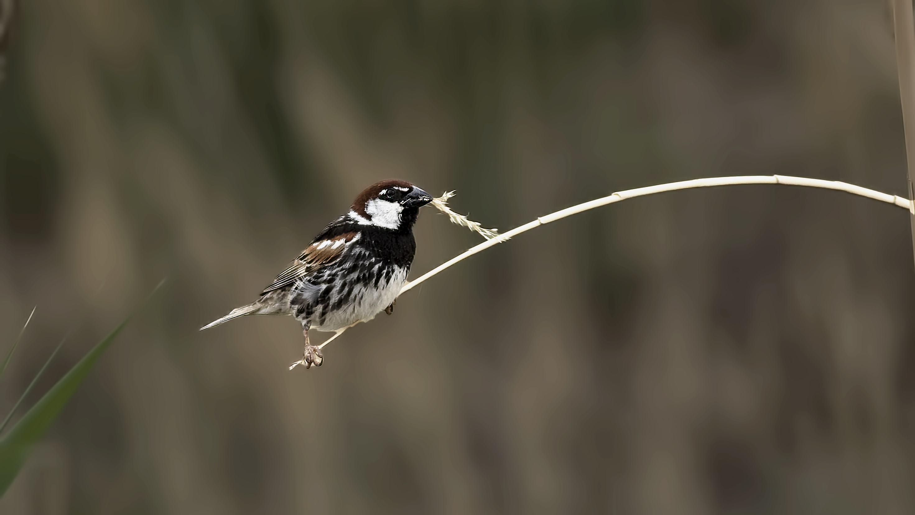 Spanish Sparrow