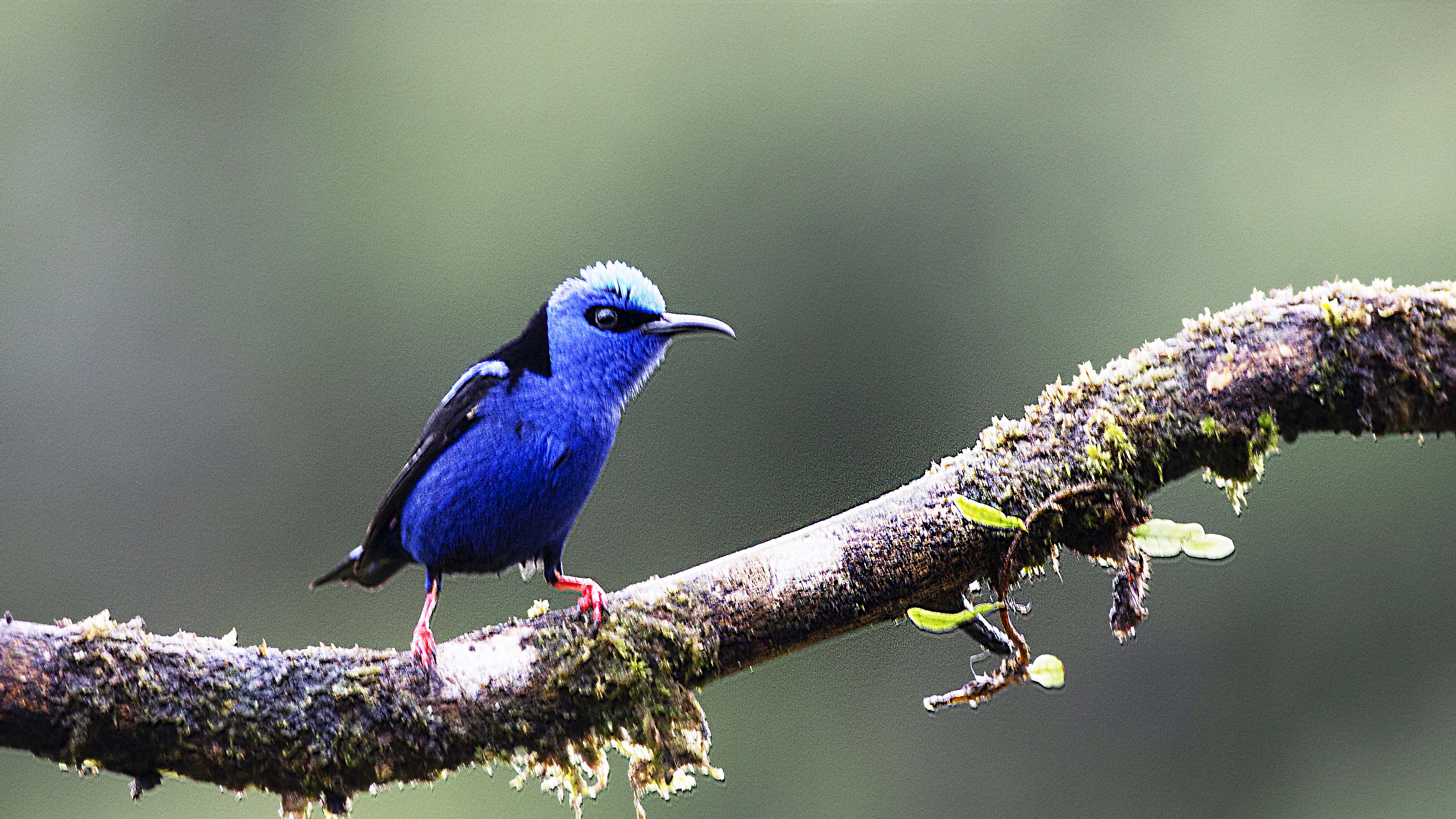 Red-legged Honeycreeper