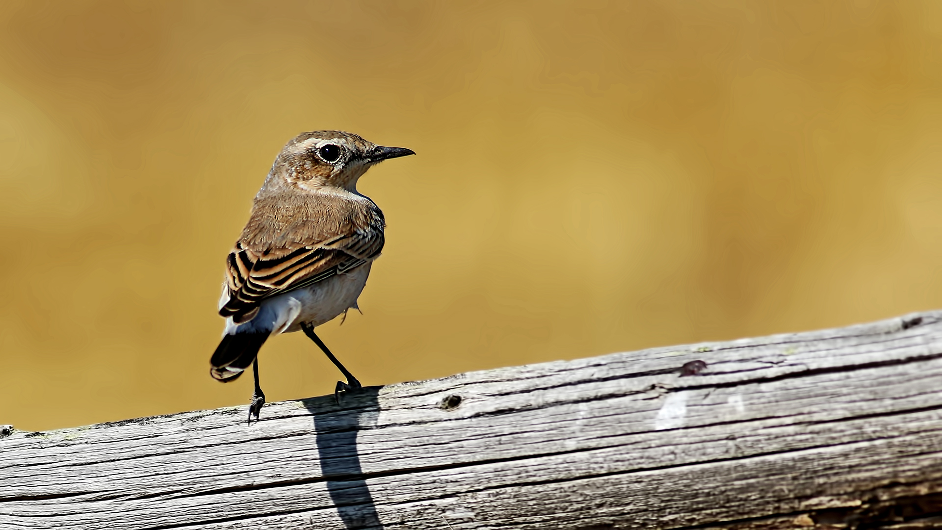 Northern Wheatear