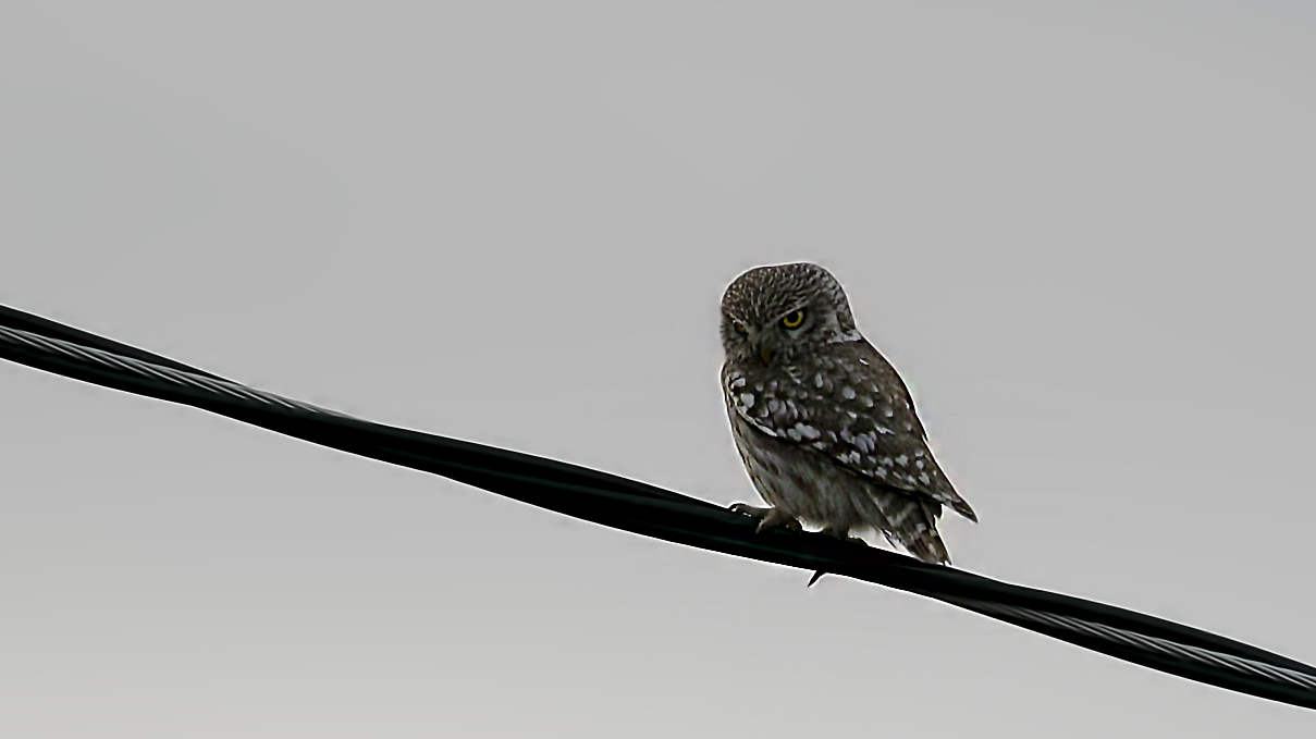 Little Owl