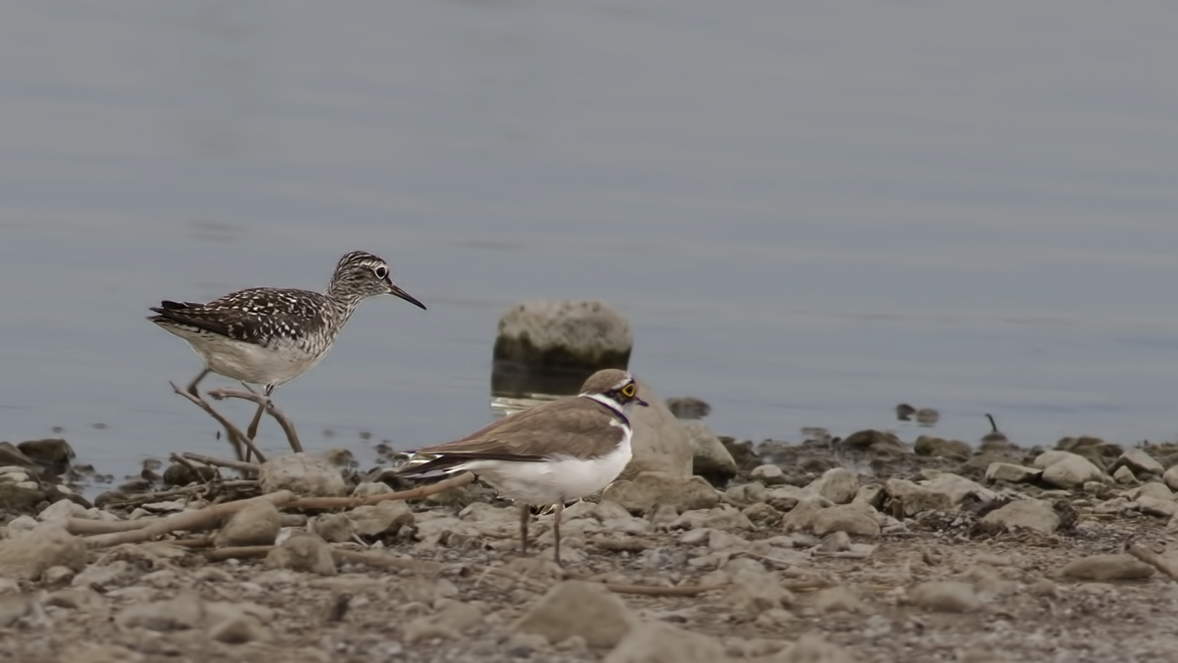 Wood Sandpiper