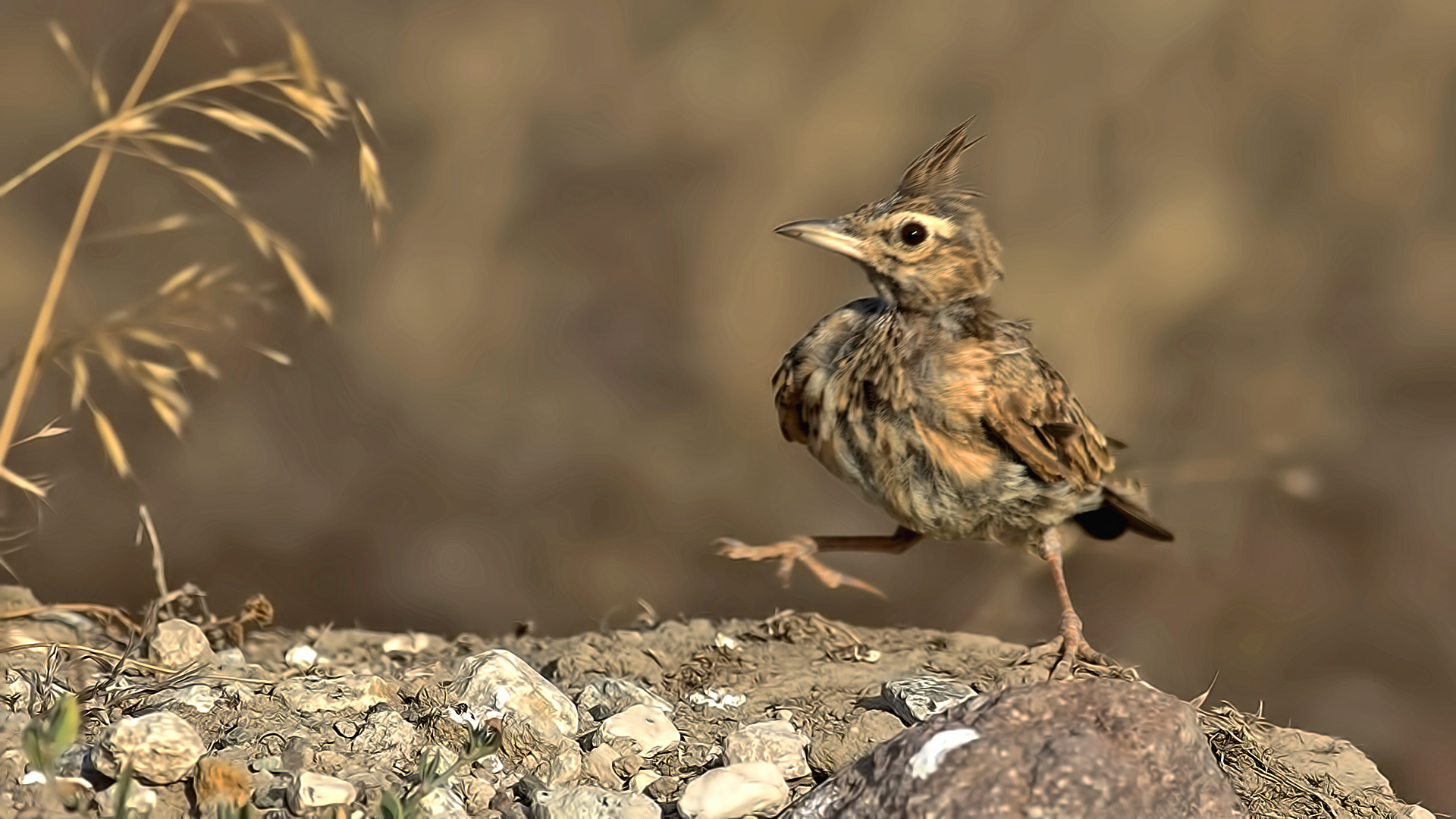 Crested Lark
