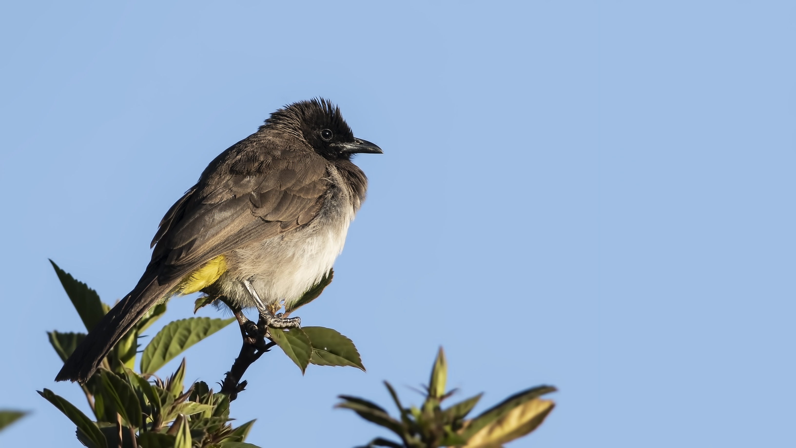 Common Bulbul — Ana fotoğraf