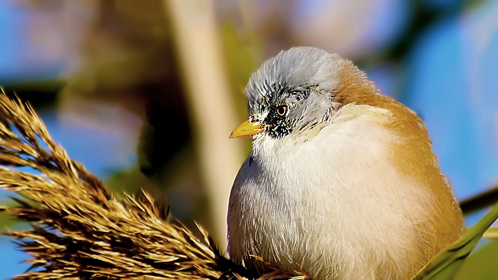 Bearded Reedling