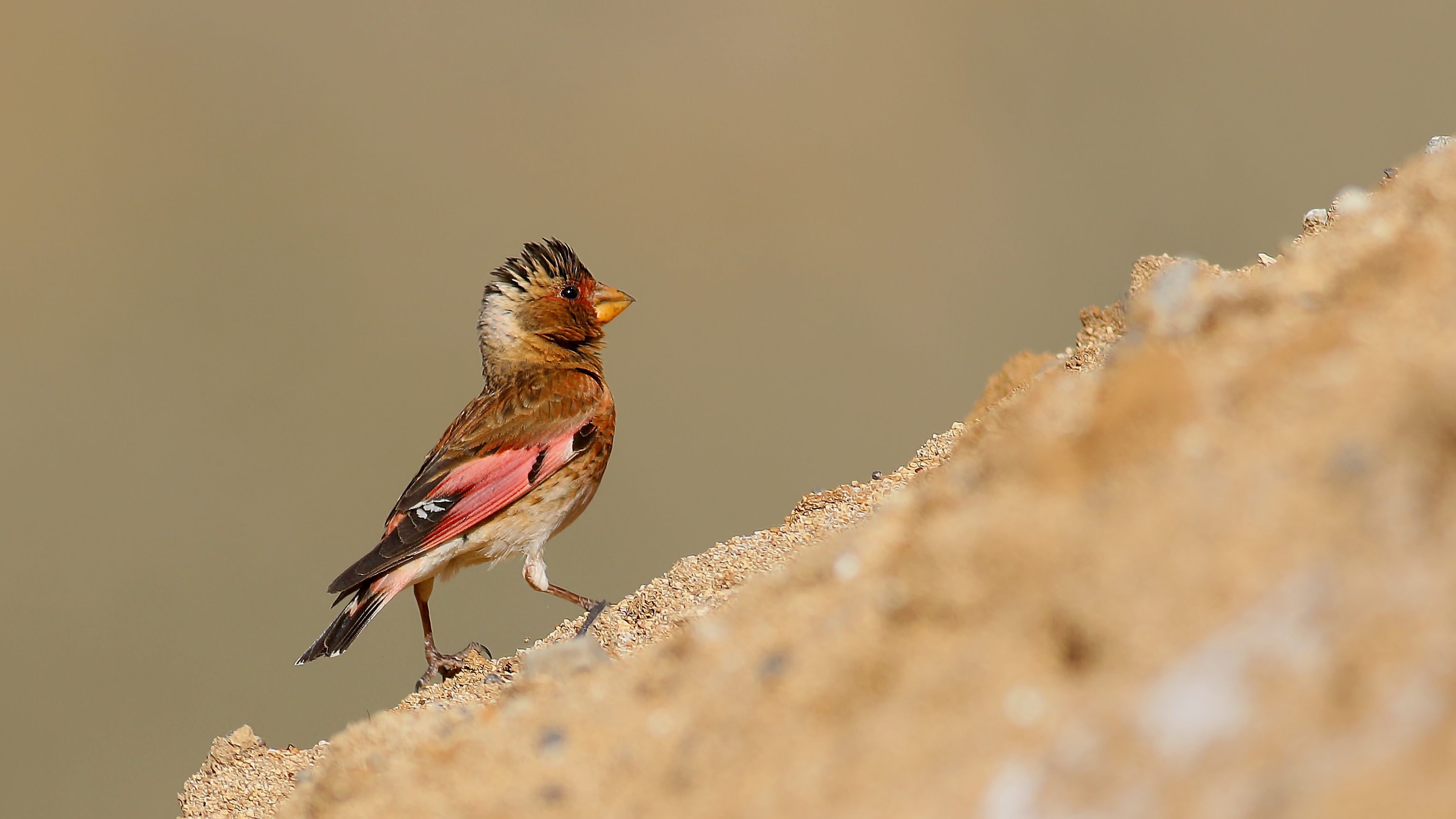Crimson-winged Finch