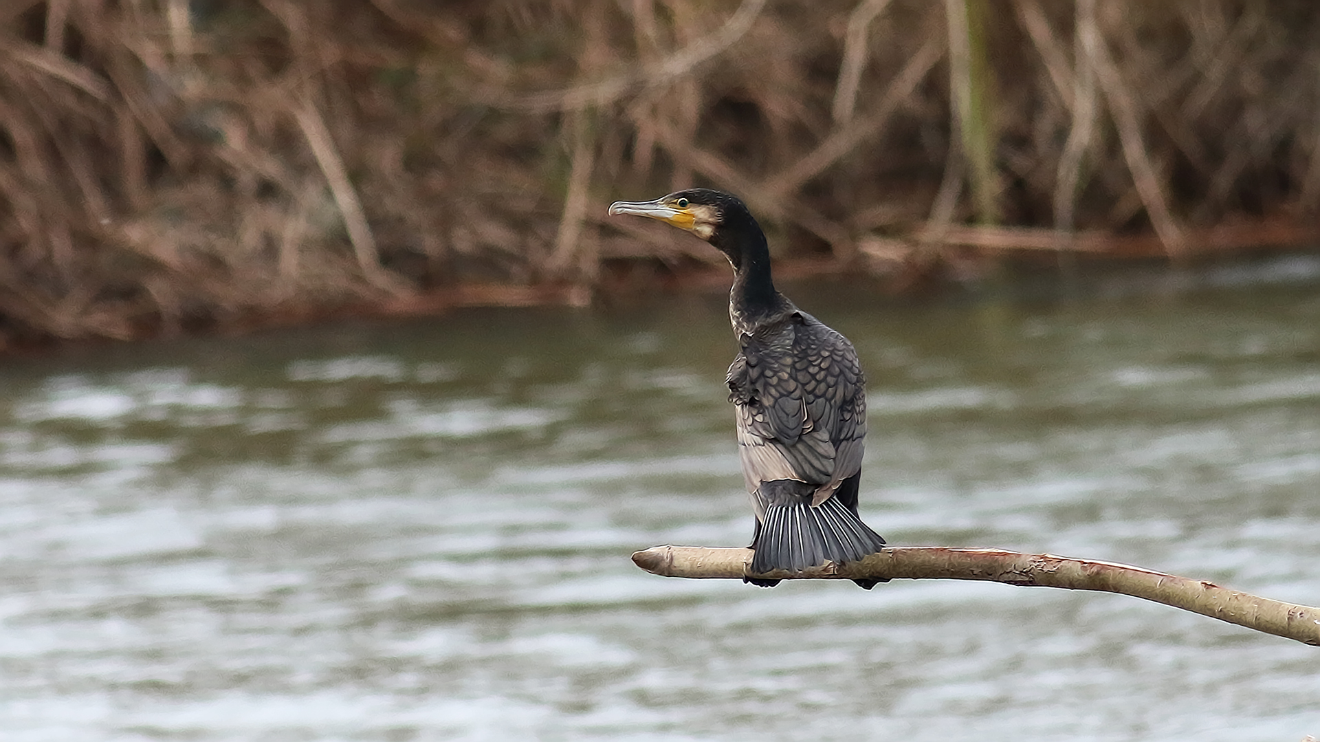 Great Cormorant