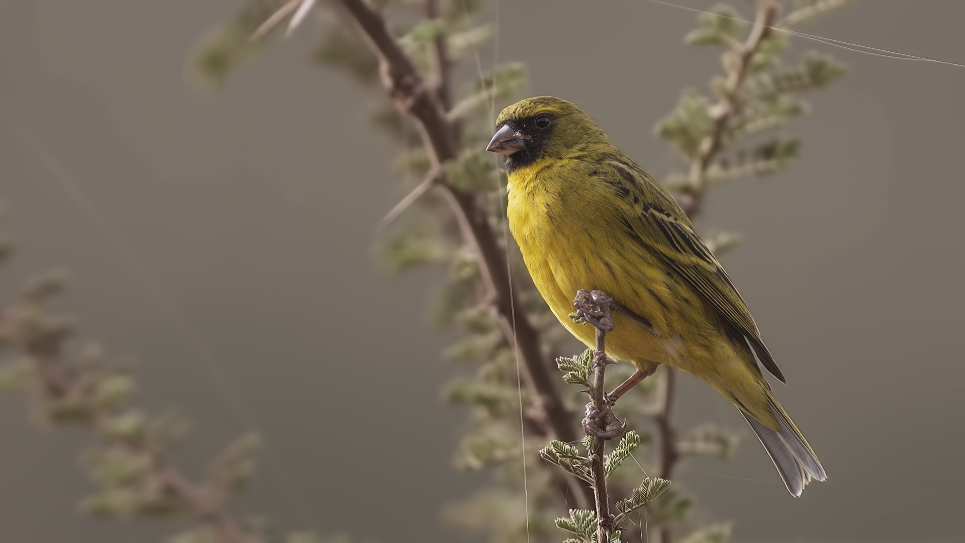 African Citril — Ana fotoğraf