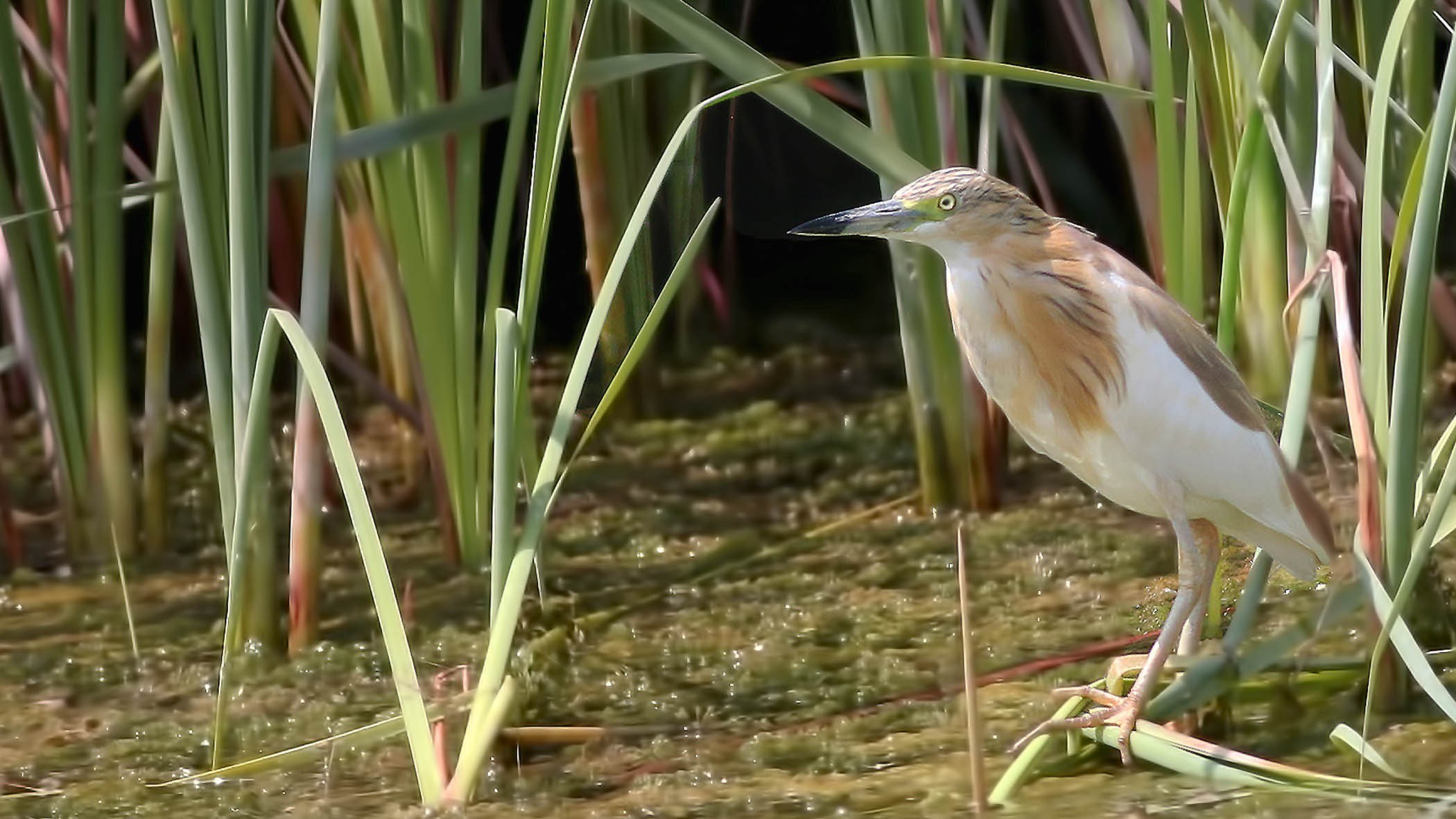 Squacco Heron
