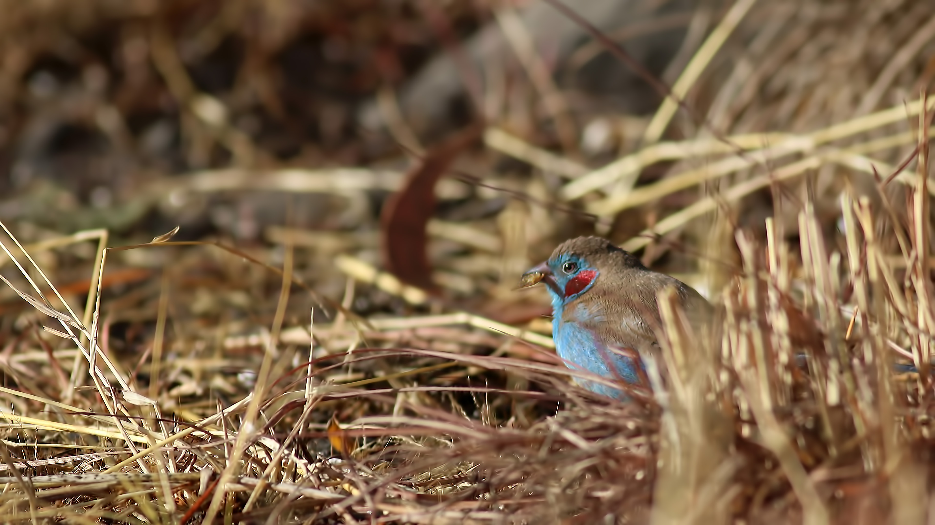 Red-cheeked Cordonbleu